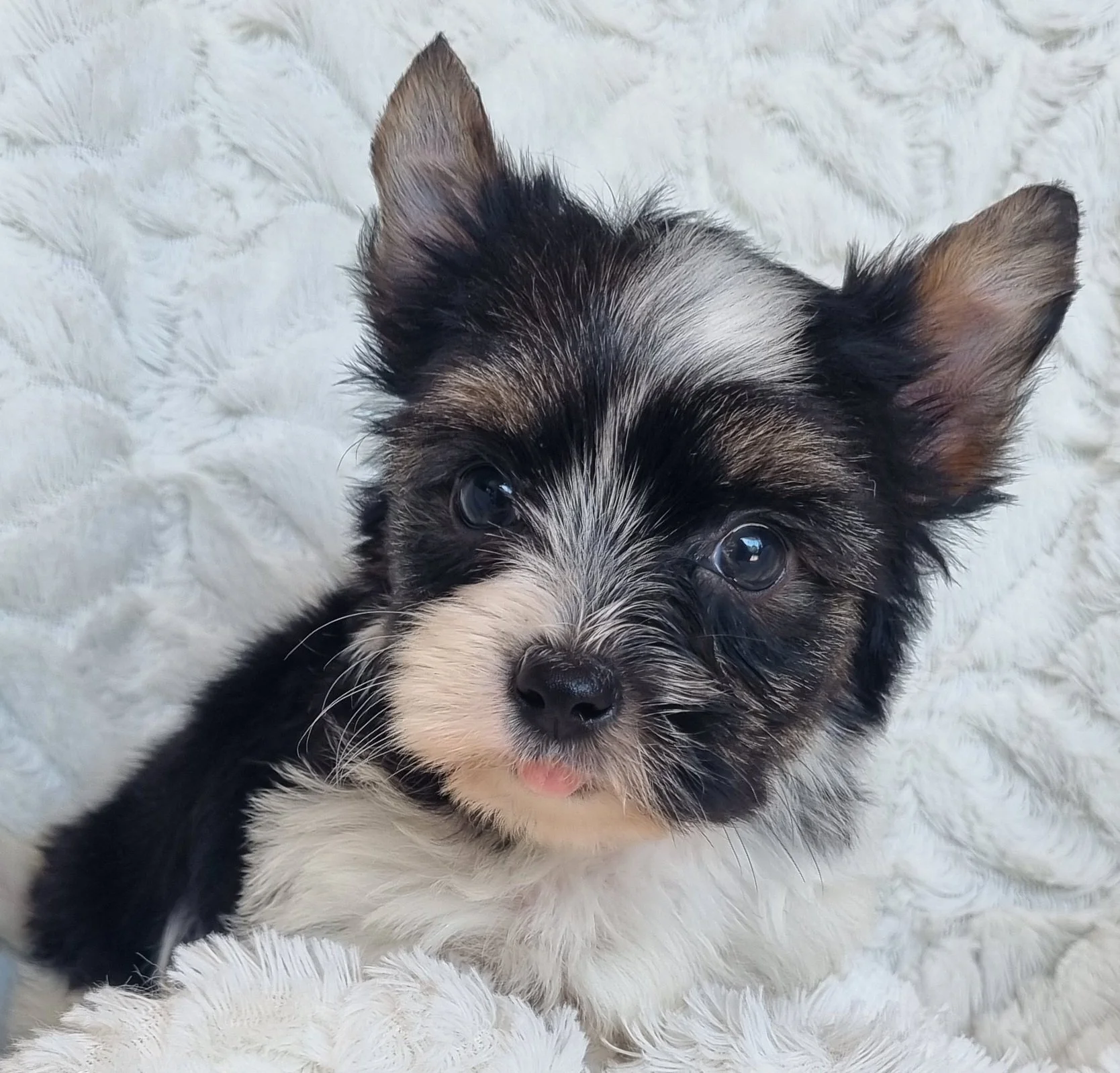 LANDRI is a miniature size Biewer Yorkie male puppy. Available for R 4500