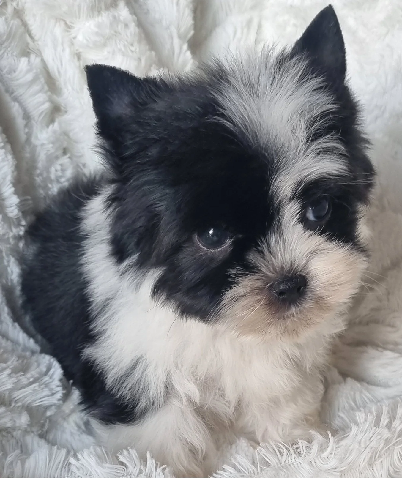 ALORA  is a small pocket size Biewer Yorkie female puppy. Available for R 8000. Book now !!