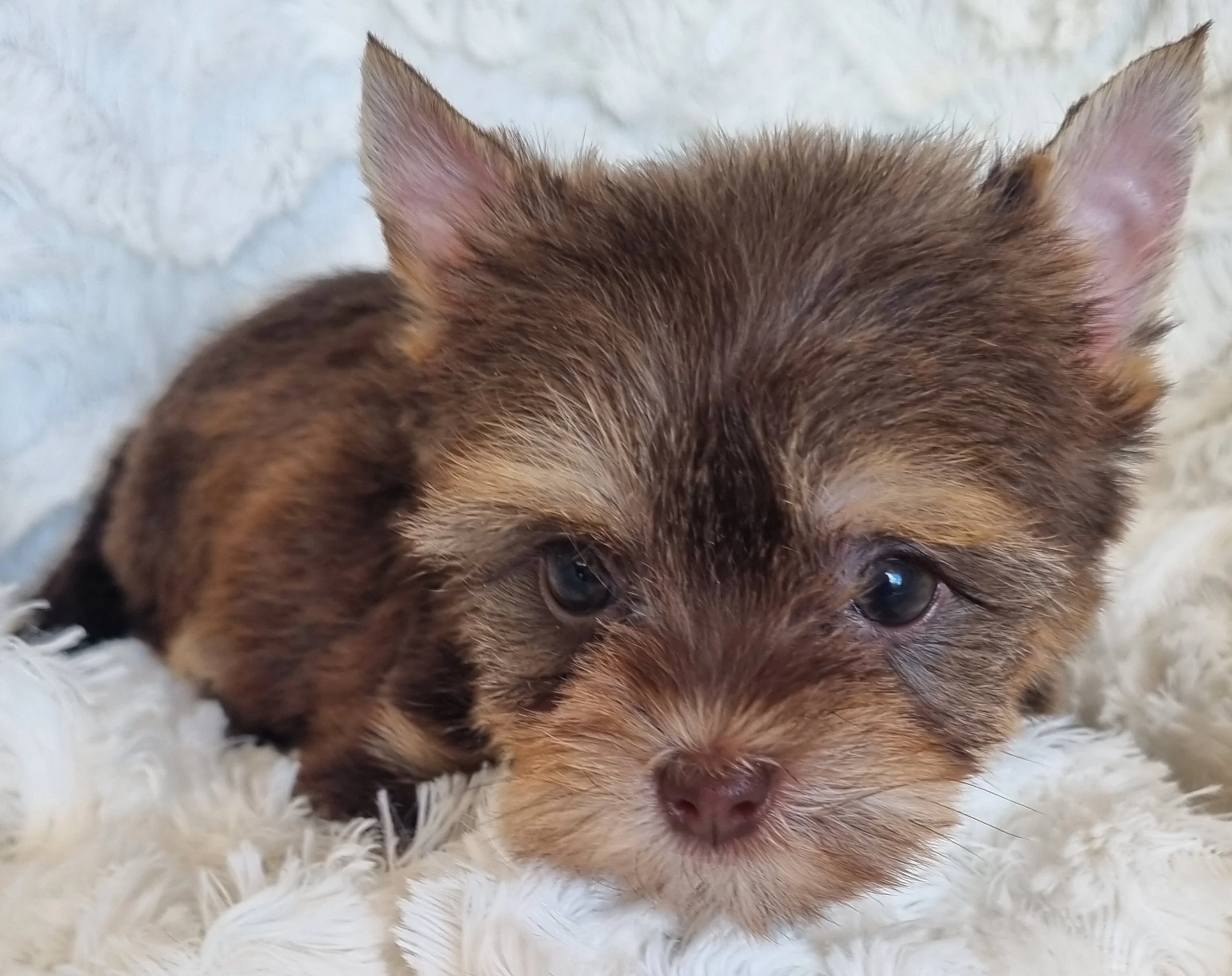 JAYLANI is a small pocket size chocolate female puppy. Available for R 7500.