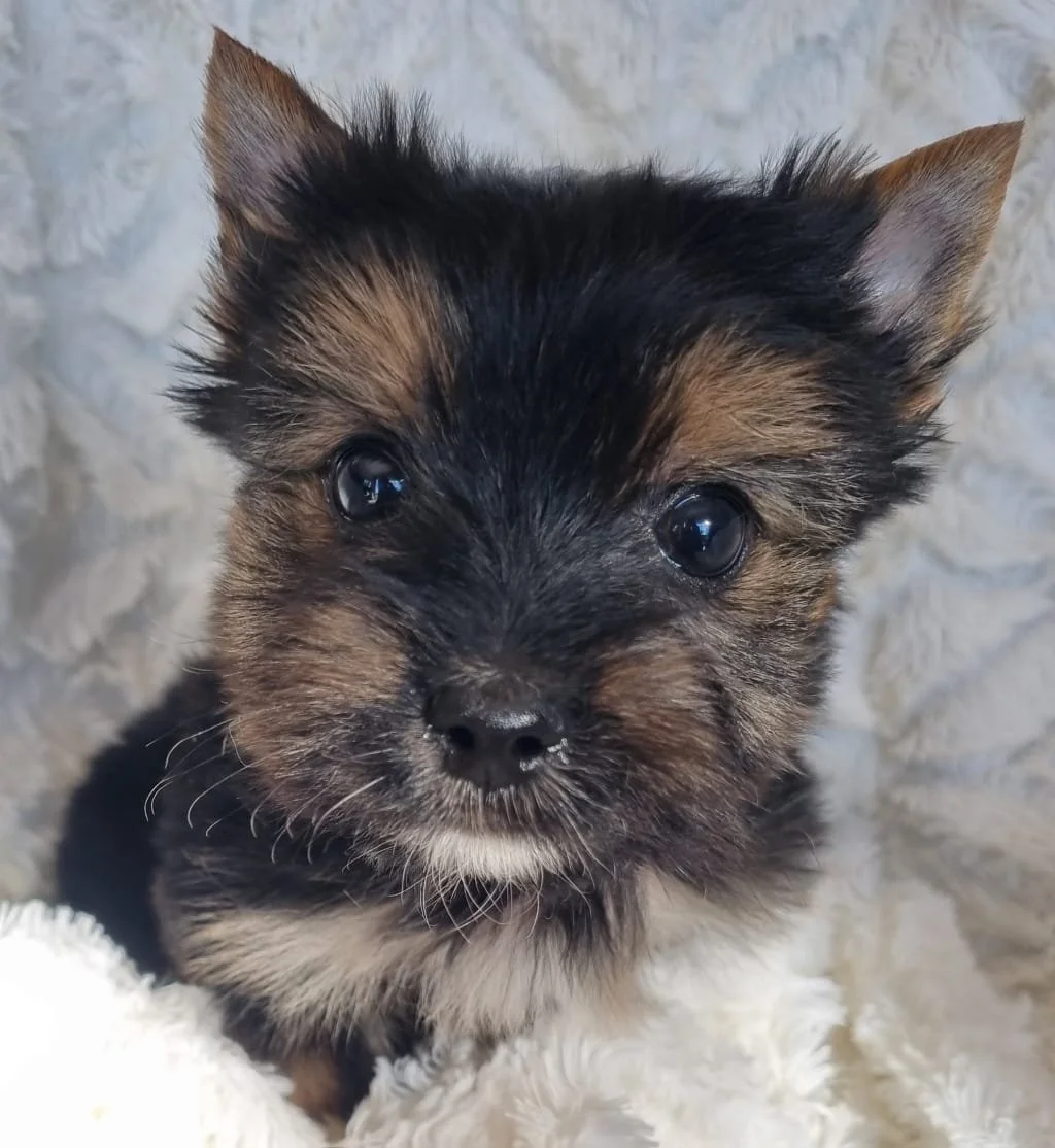 PITRO is a miniature male puppy available for R4500