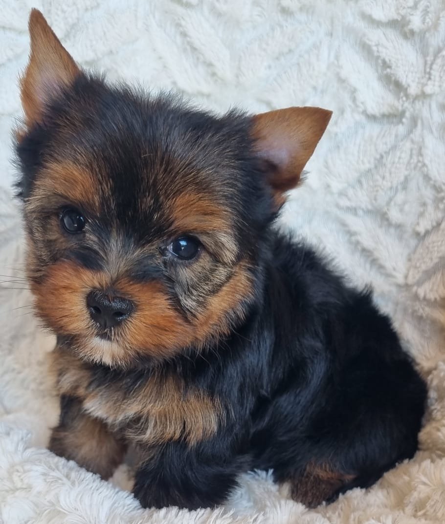 NADA is a miniature female puppy available for R7000