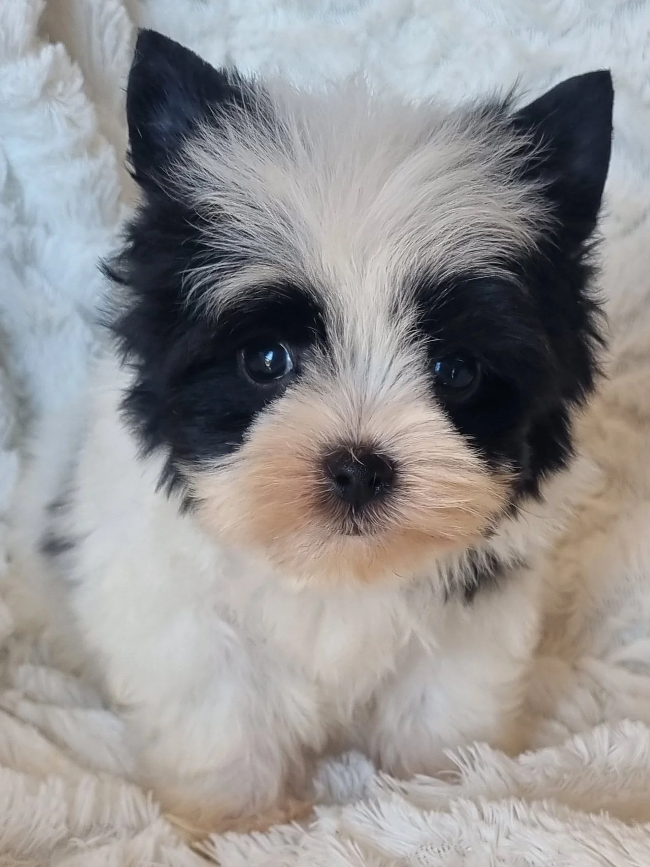 ARLO is a small pocket size Biewer Yorkie male puppy. Available for R 6000.