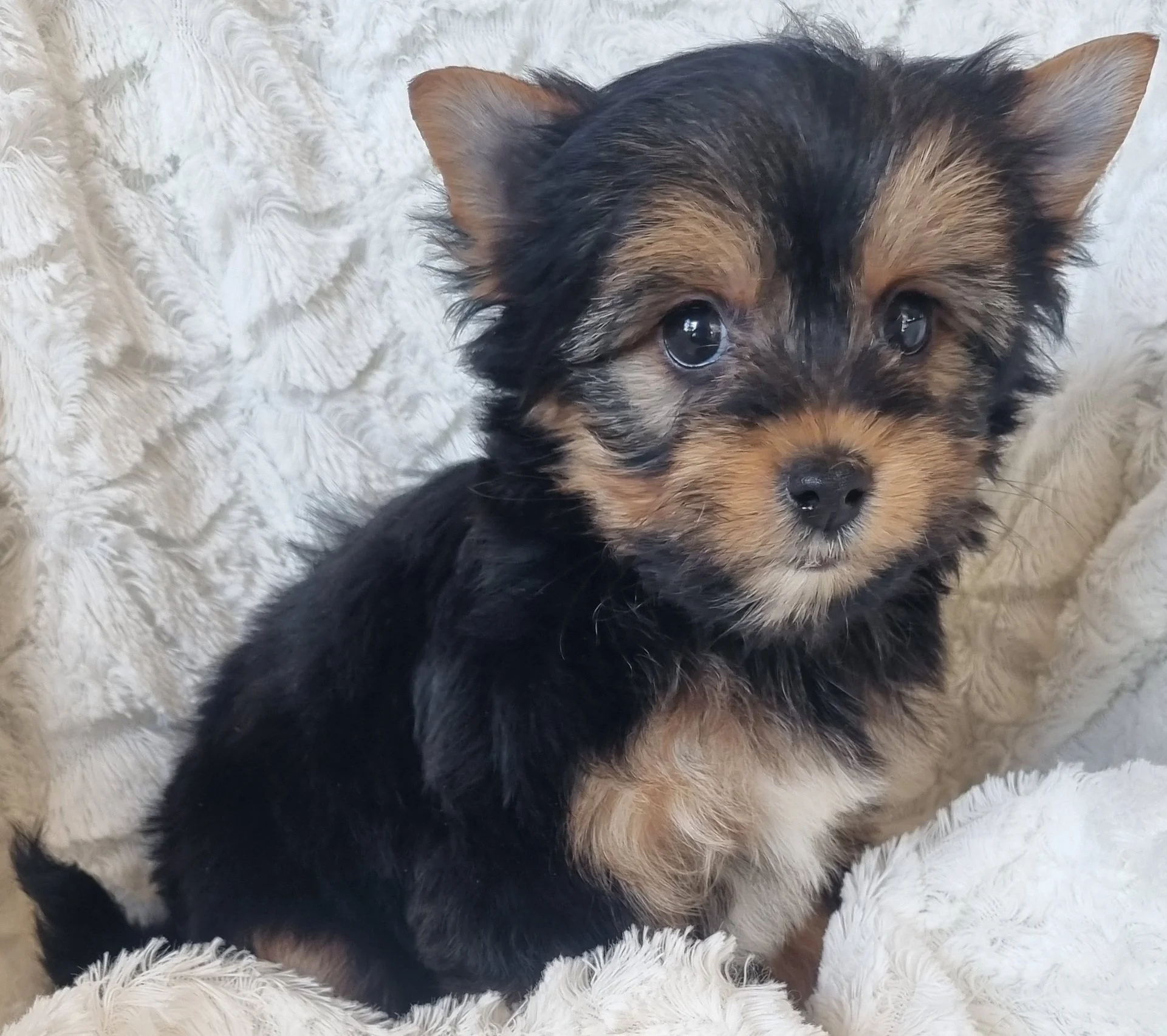 GOVAD is a standard size male puppy. Available for R 3500
