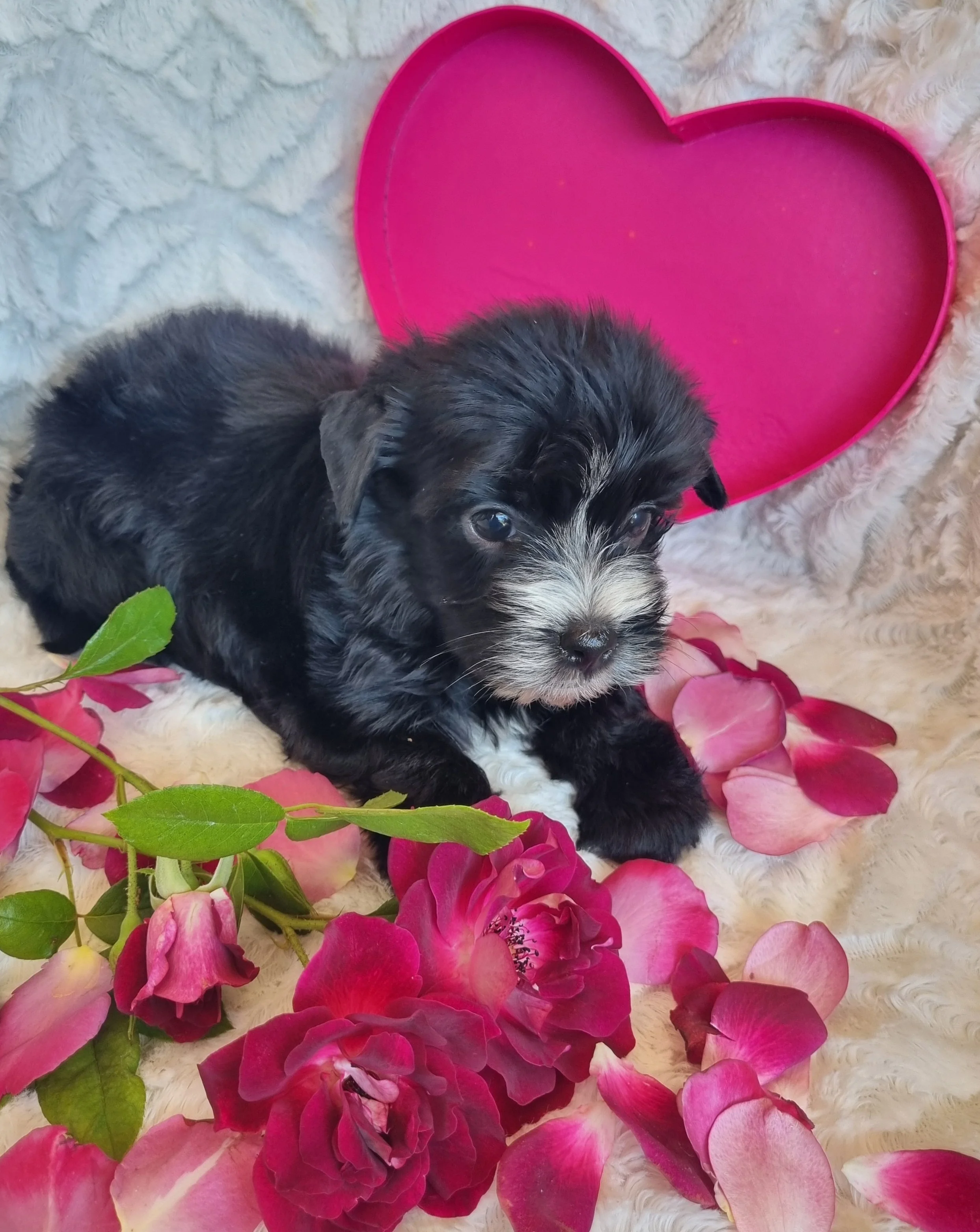 LASHA is a standard size Coal Black female puppy. Available for R5500. Book now!