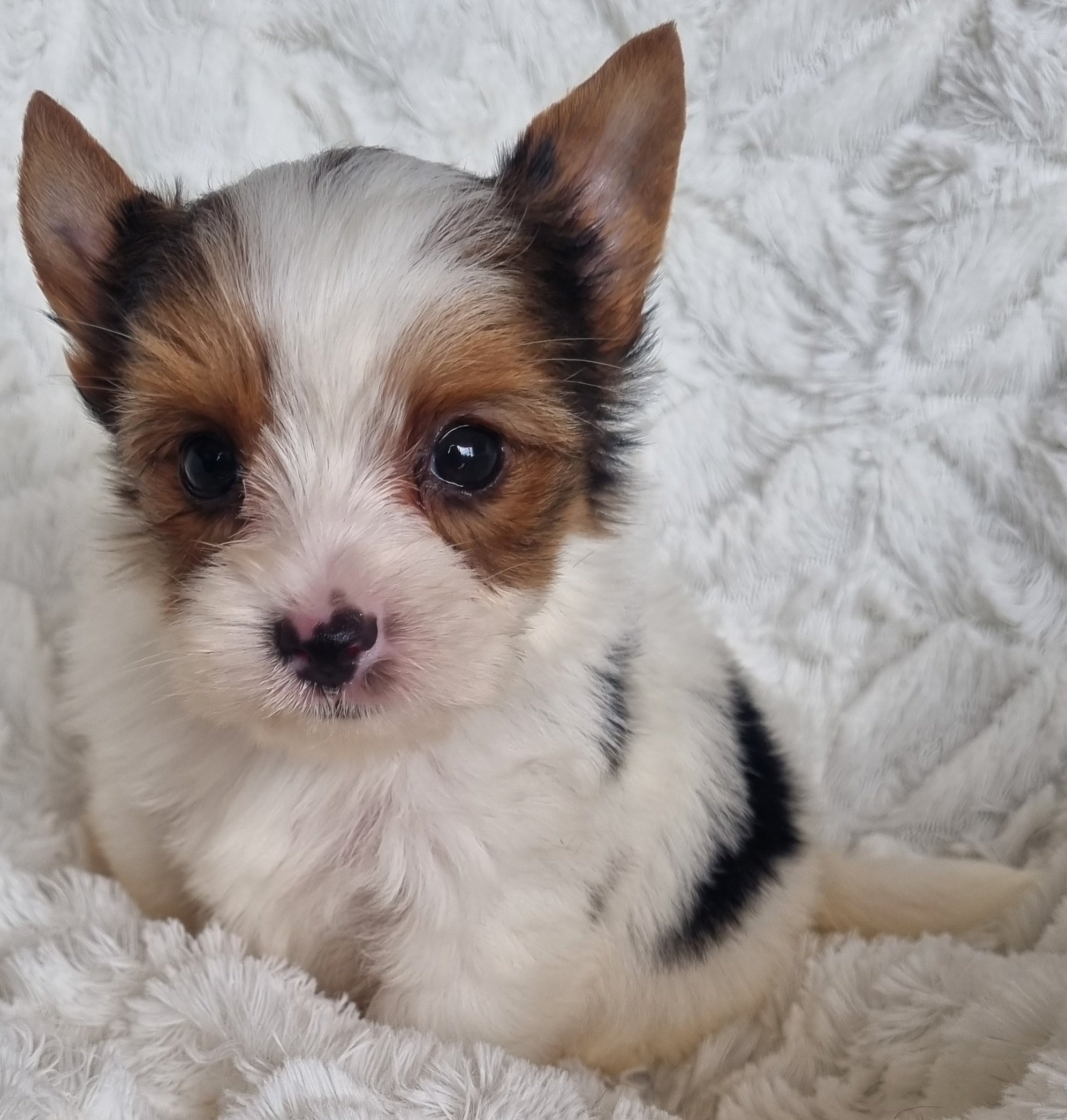 NICO is a miniature size Biewer Yorkie male puppy. Available for R 5000 . BOOK NOW !