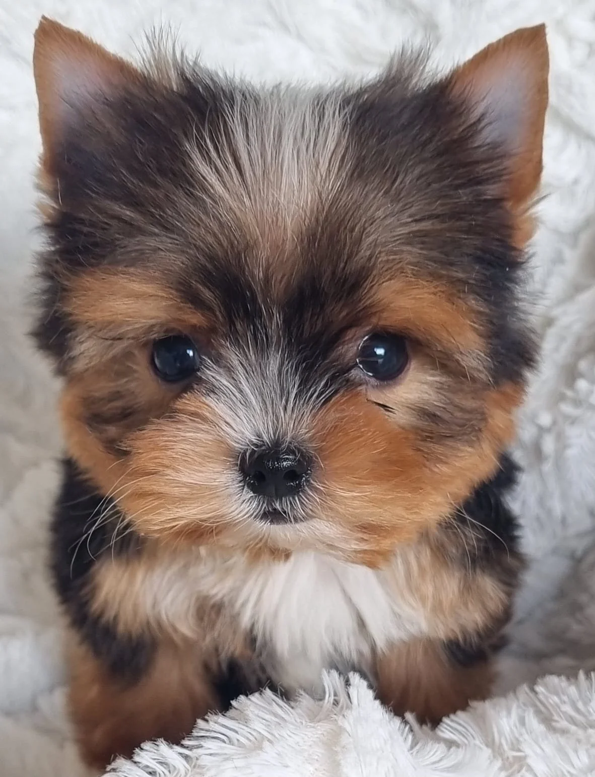 CAROLINA is a small pocket female puppy available for R8500