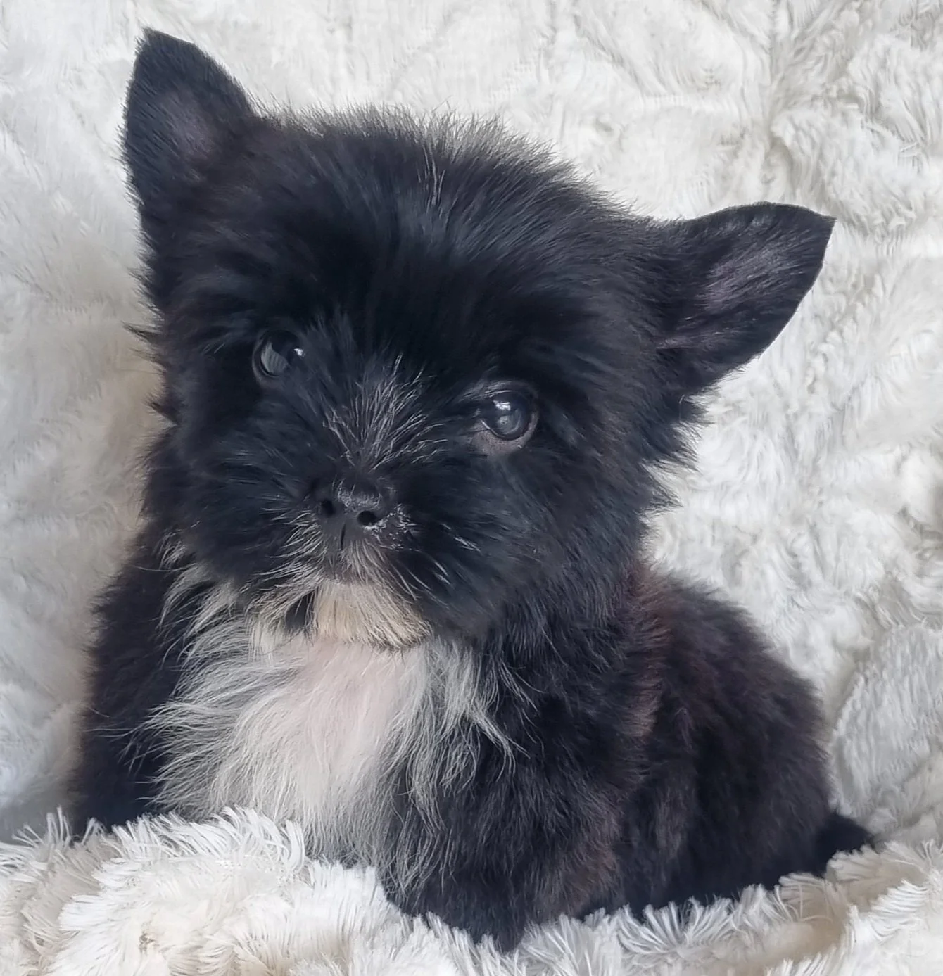 TILDA is a pocket size coal black female puppy. Available for R 7000.