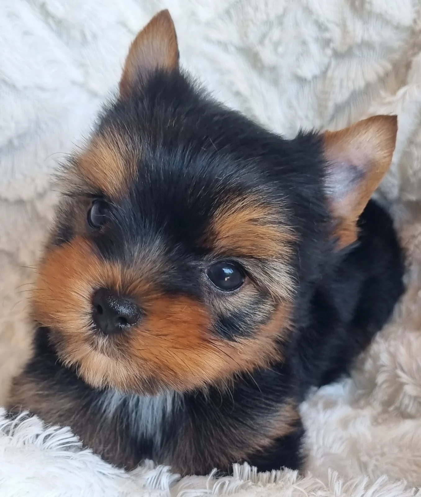 NOURA is a small miniature female puppy available for R7000