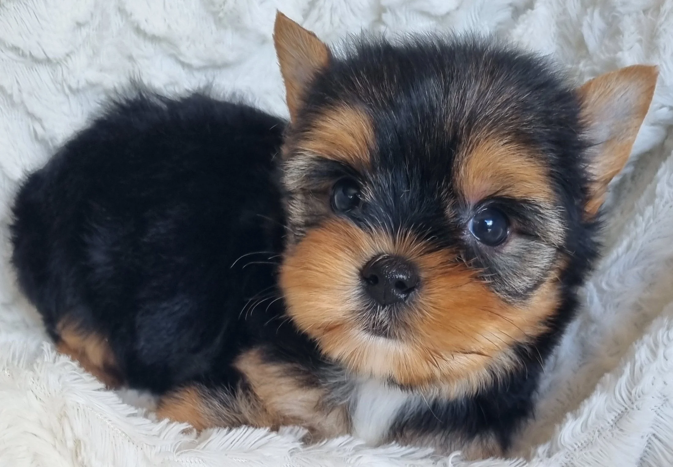 MEADOW is a miniature size female puppy. Available for R 7000.