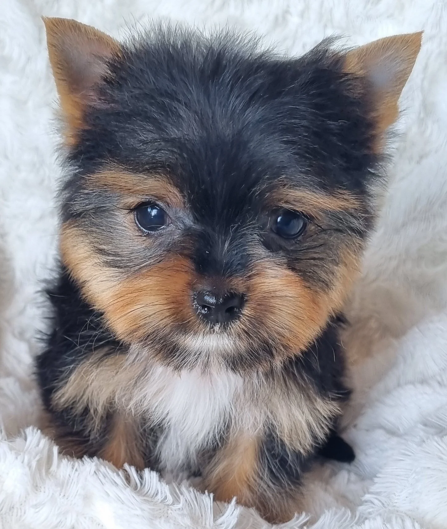 CARLOTTE is a pocket female puppy. Available for R 7500.