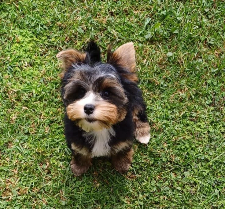 Small fluffy puppy on grass, looking up