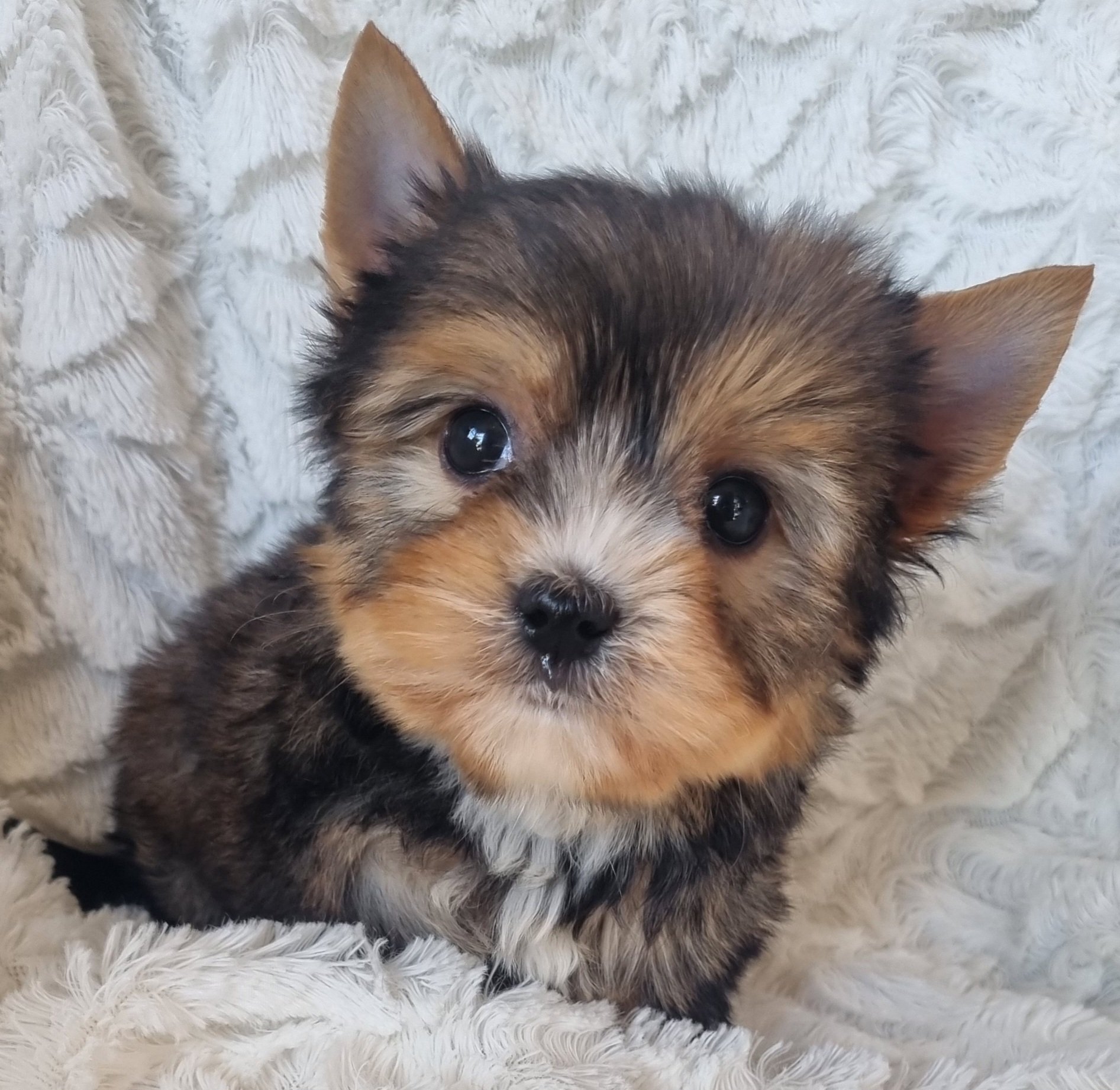 SION is a pocket size Sable Yorkie male puppy. Available for R 5000.