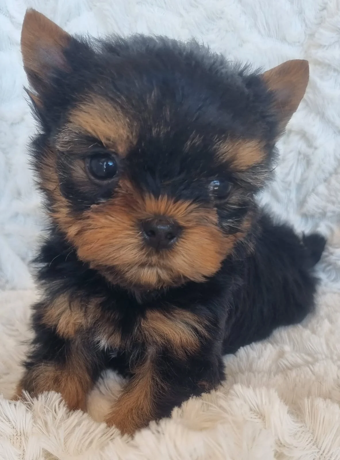 PIP is a Small Pocket Male puppy available for R6000