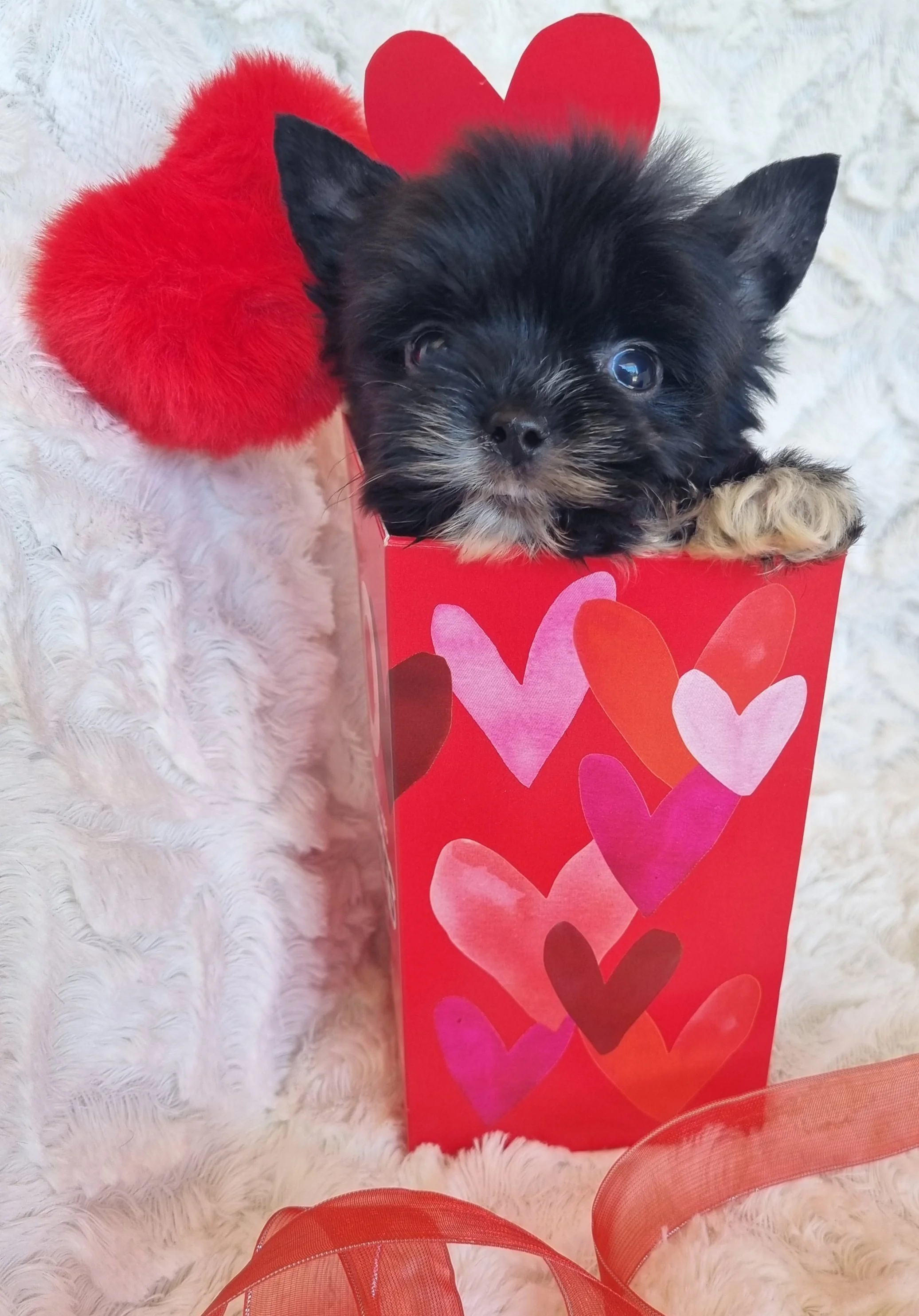 LARCAN is a pocket Coal Black male puppy. Available for R5000. Book now!