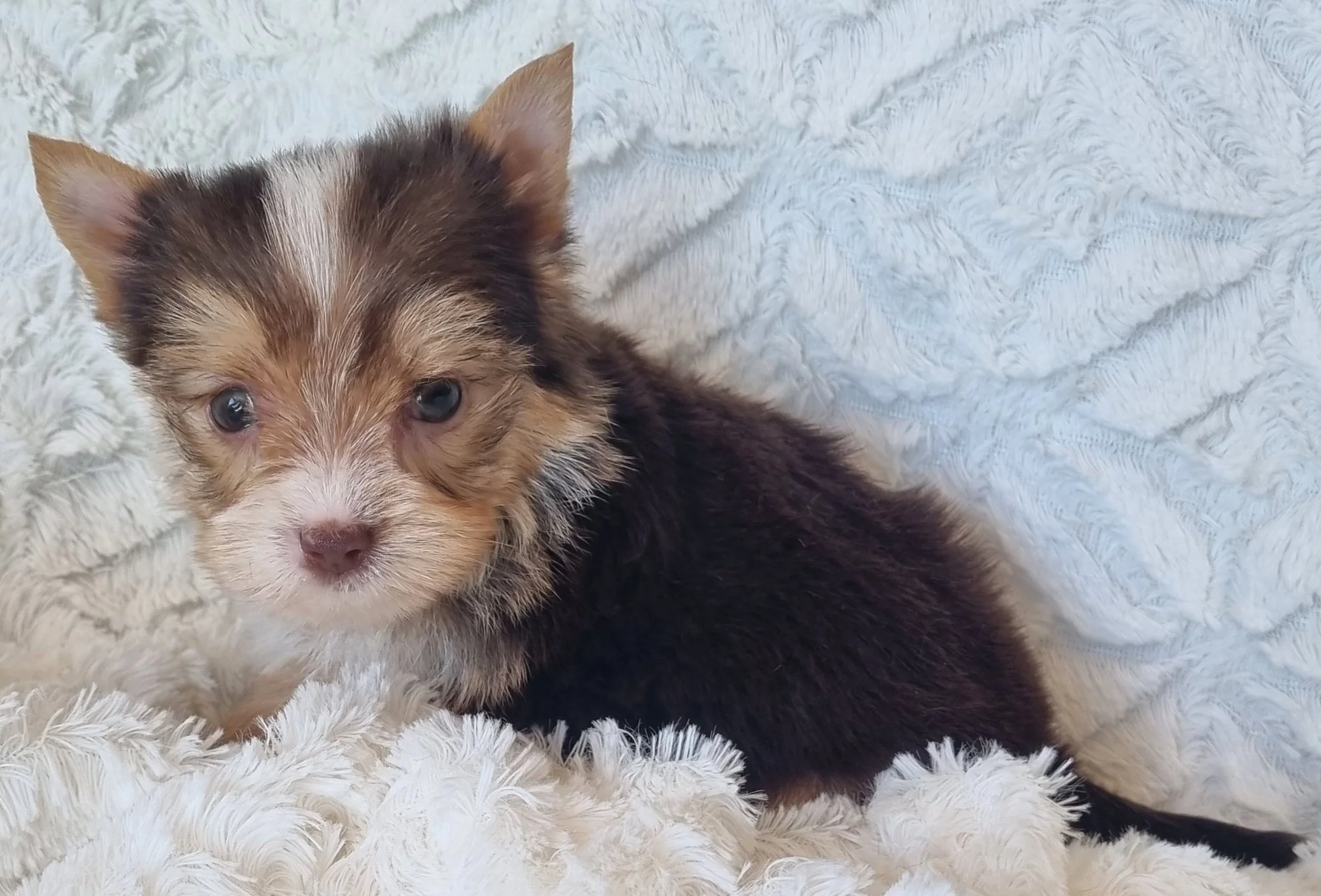 CHIKA is a pocket size Biro Yorkie female puppy. Available for R 7500.