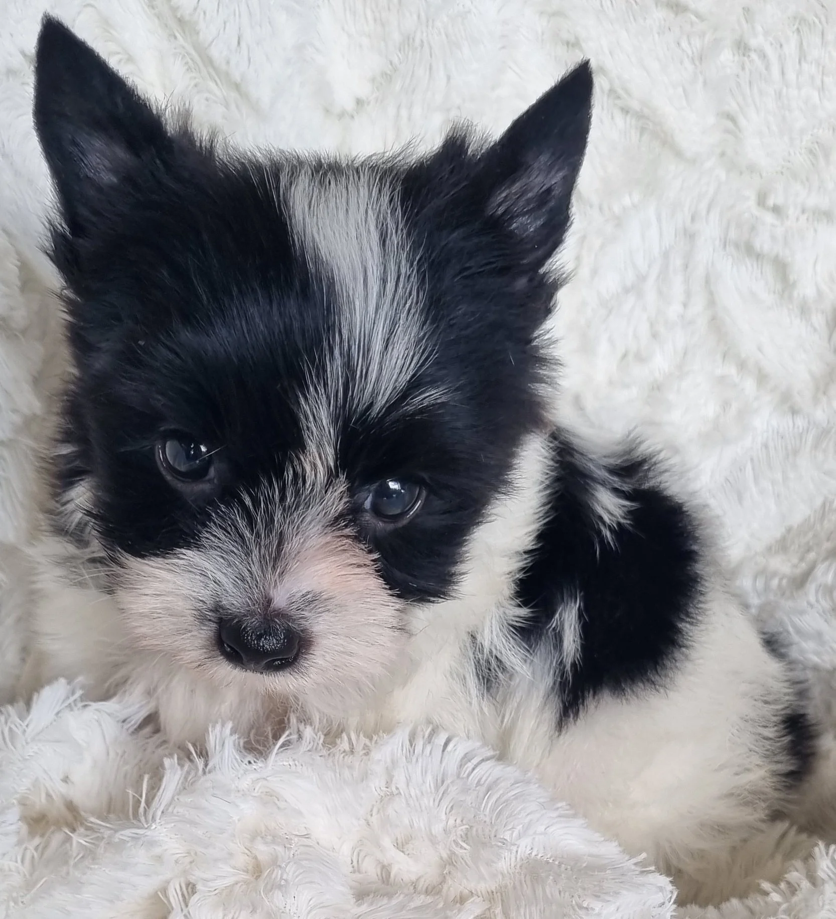 JORDI is a miniature size Biewer Yorkie male puppy. Available for R 5000.