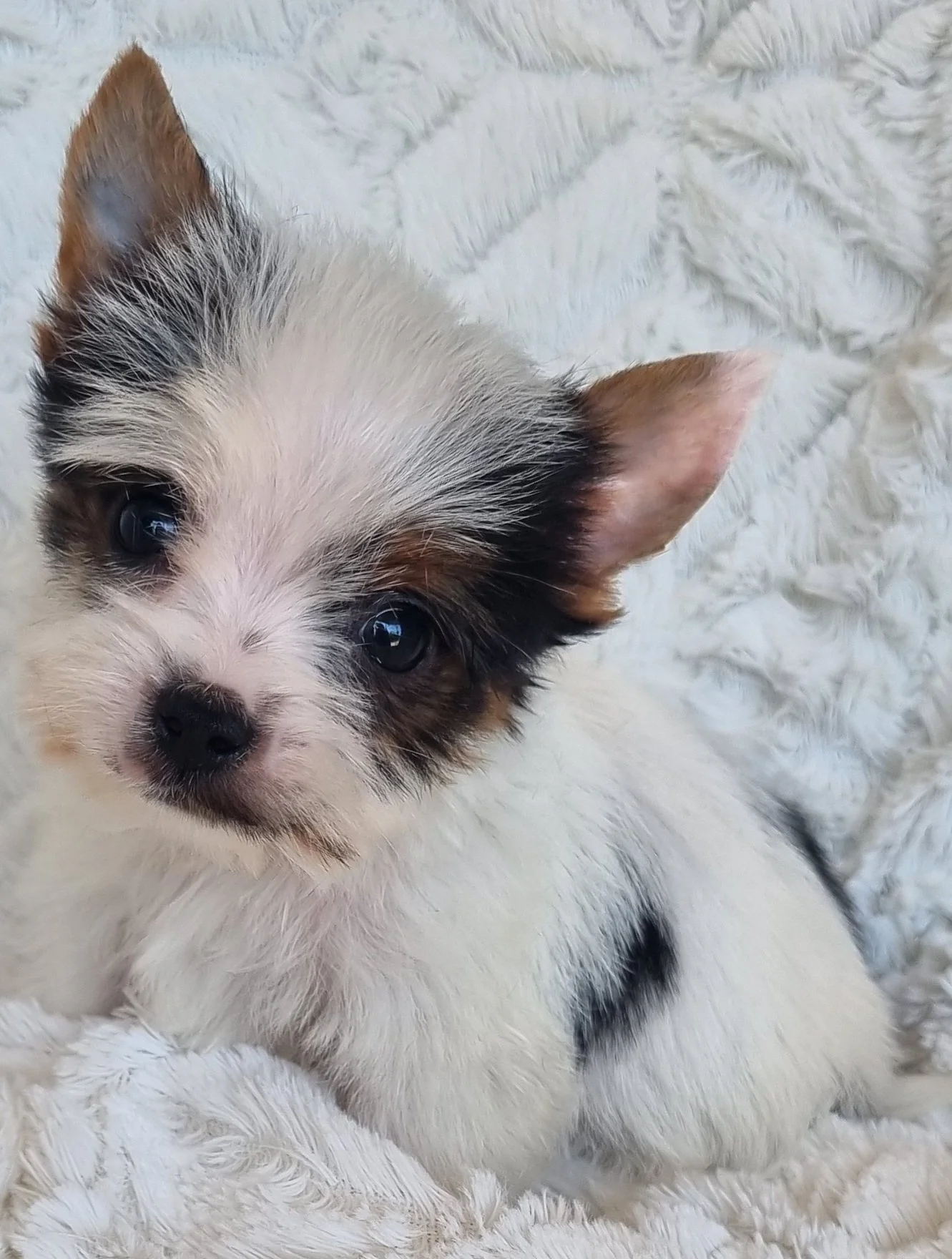 PINTO is pocket size Biewer Yorkie male puppy. Available for R 5000