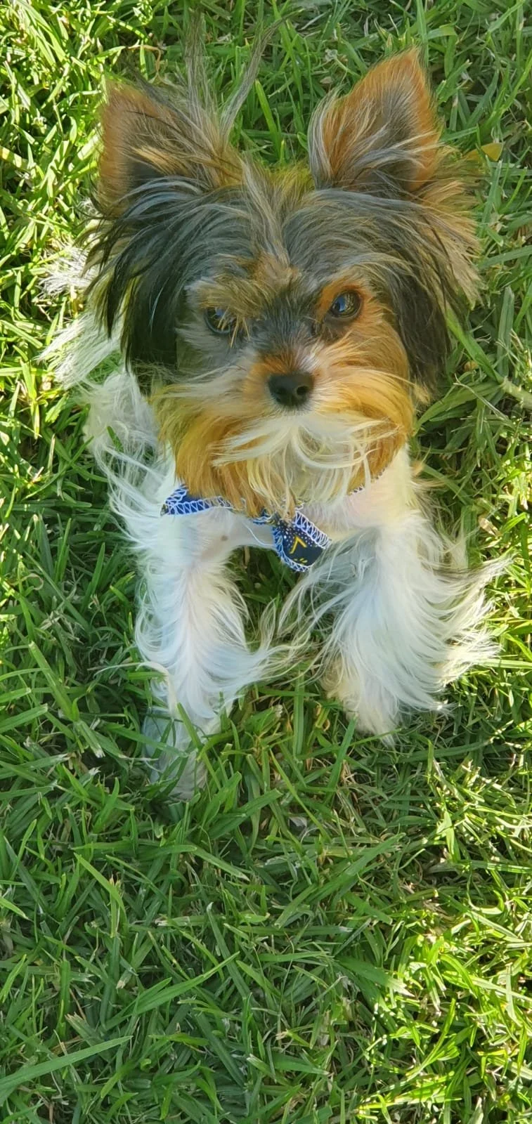 Small dog with long fur and blue bandana sitting on grass