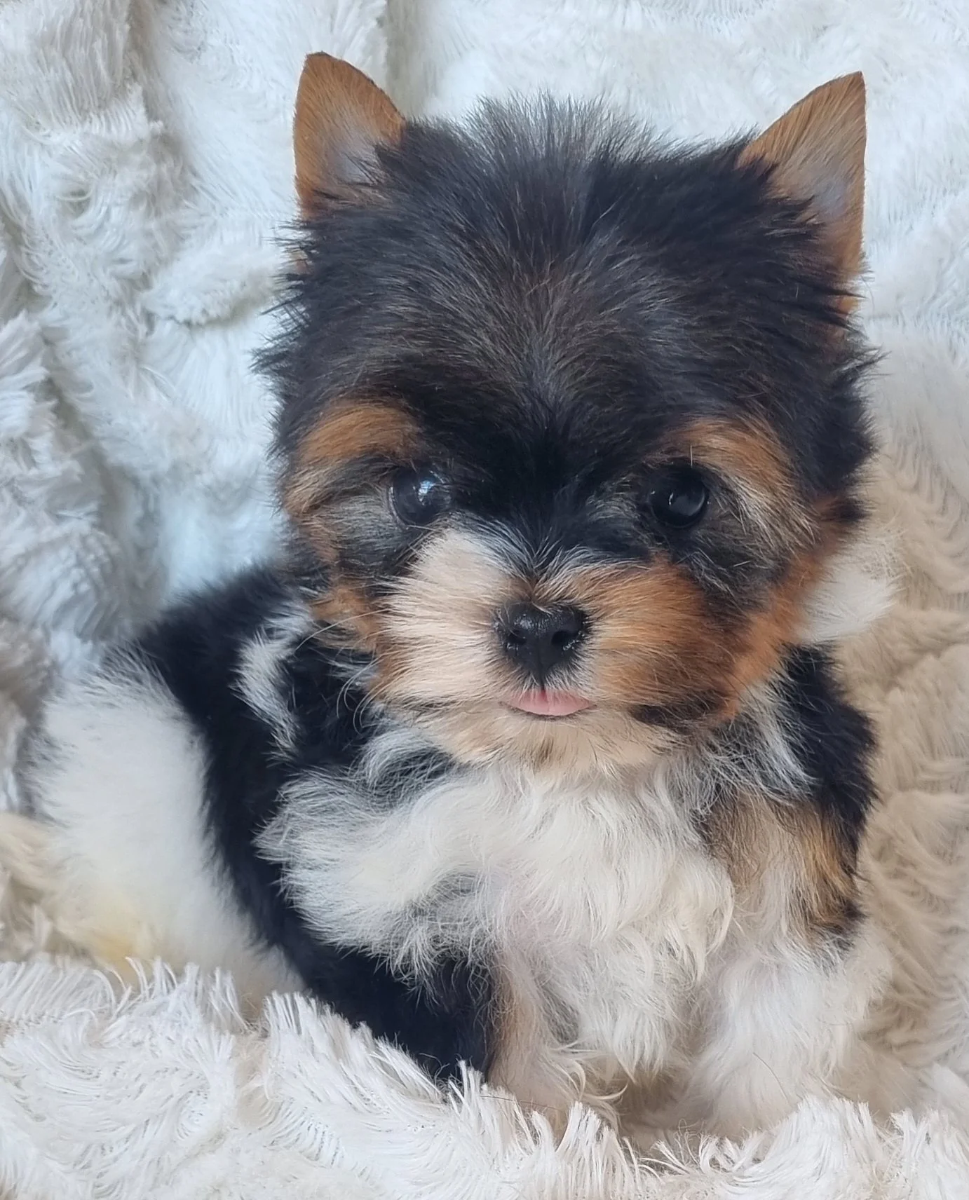 ALONZO is a small pocket size Biewer Yorkie male puppy. Available for a special price of R 4000. Book now !!