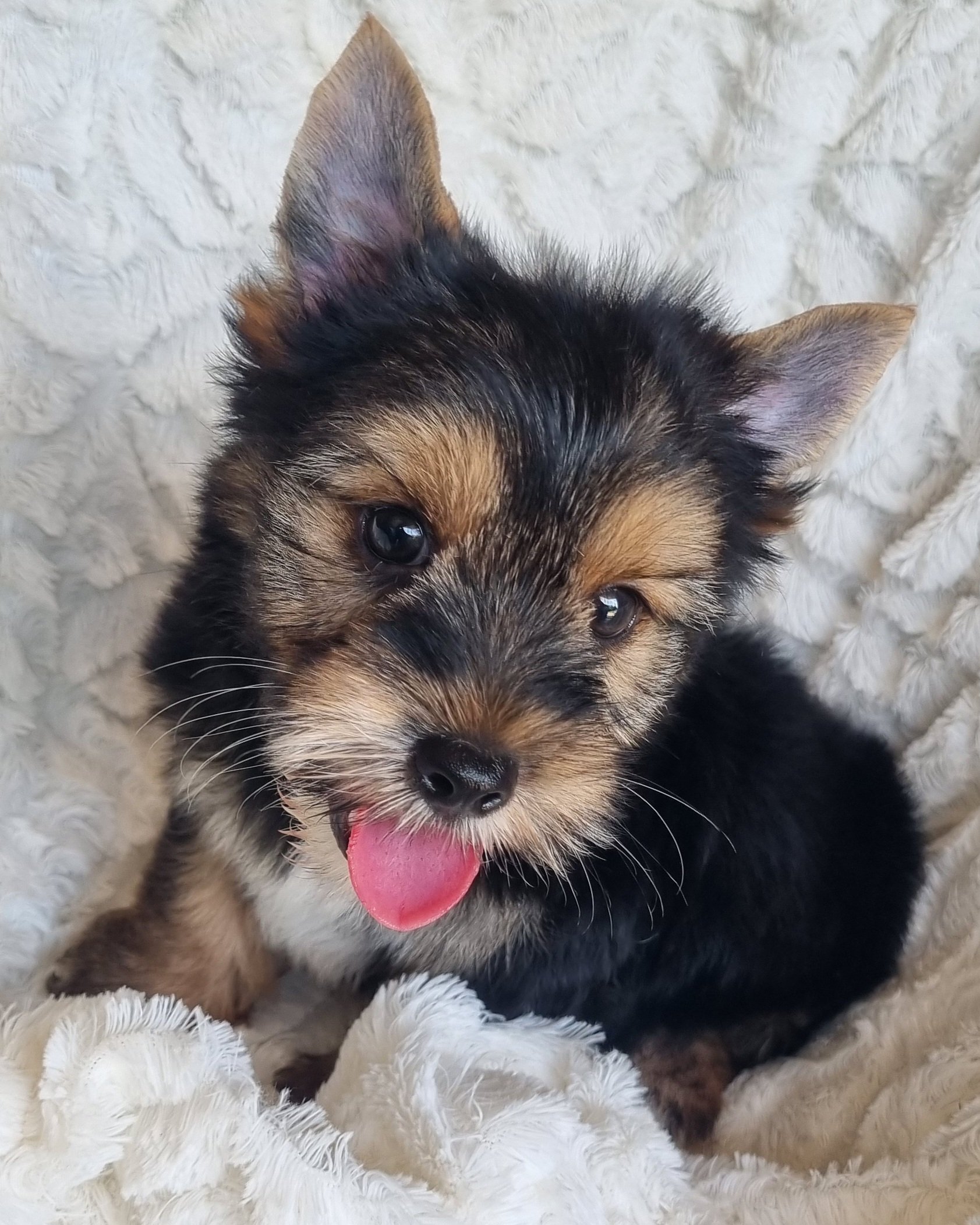 MAURICE is a standard size male puppy. Available for R 3500