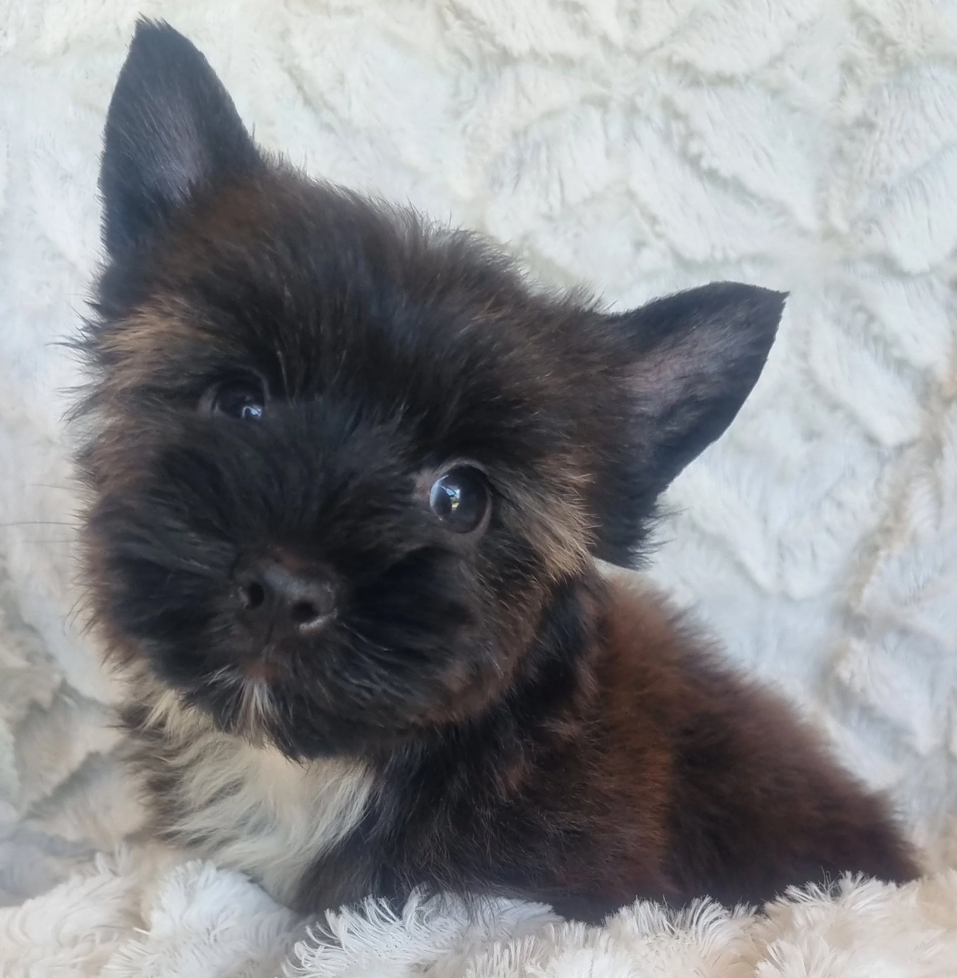 ARLENE is a miniature size sable female puppy. Available for R6500