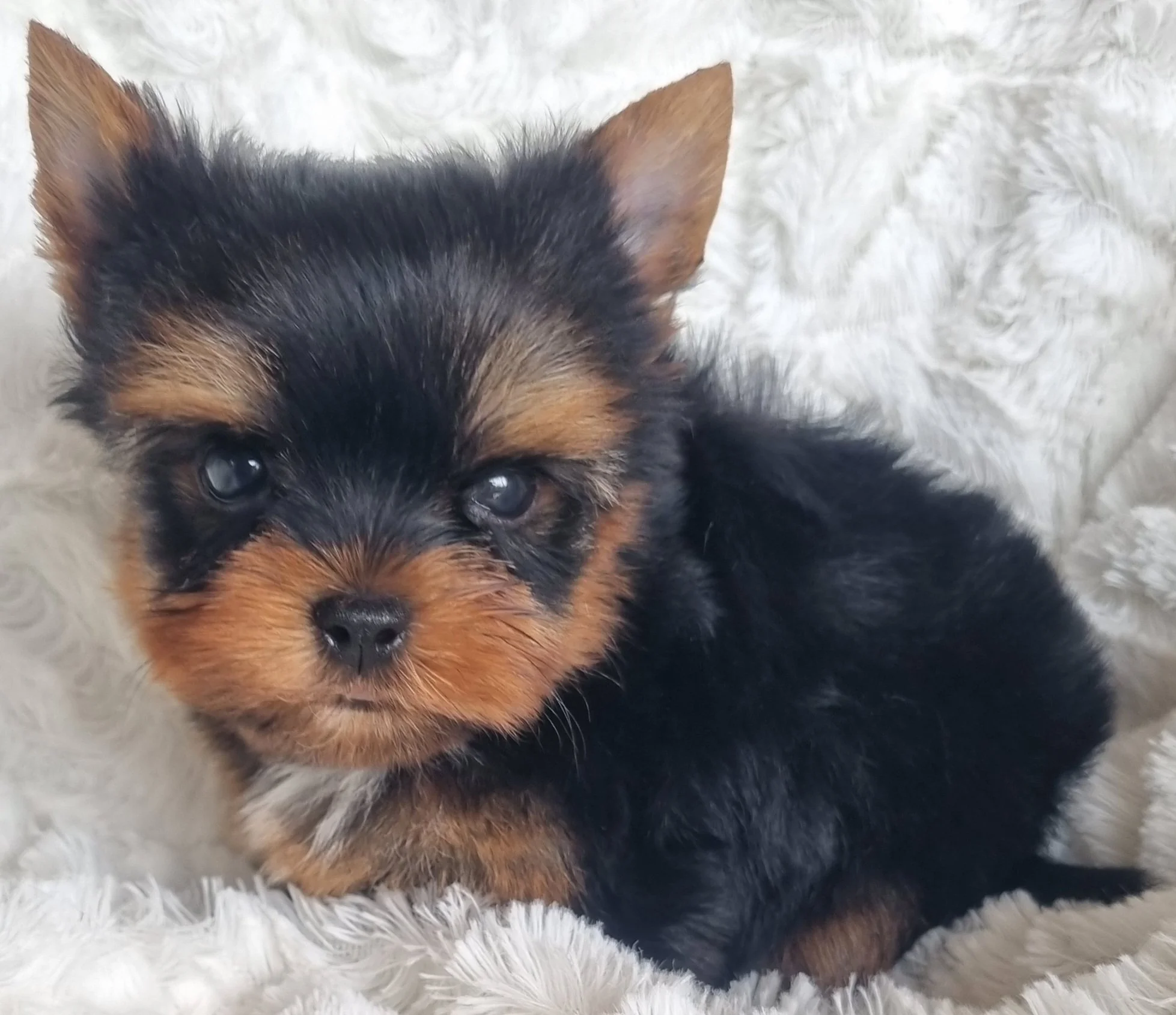 FLINT is a pocket size male puppy. Available for R 5500 BOOK NOW !