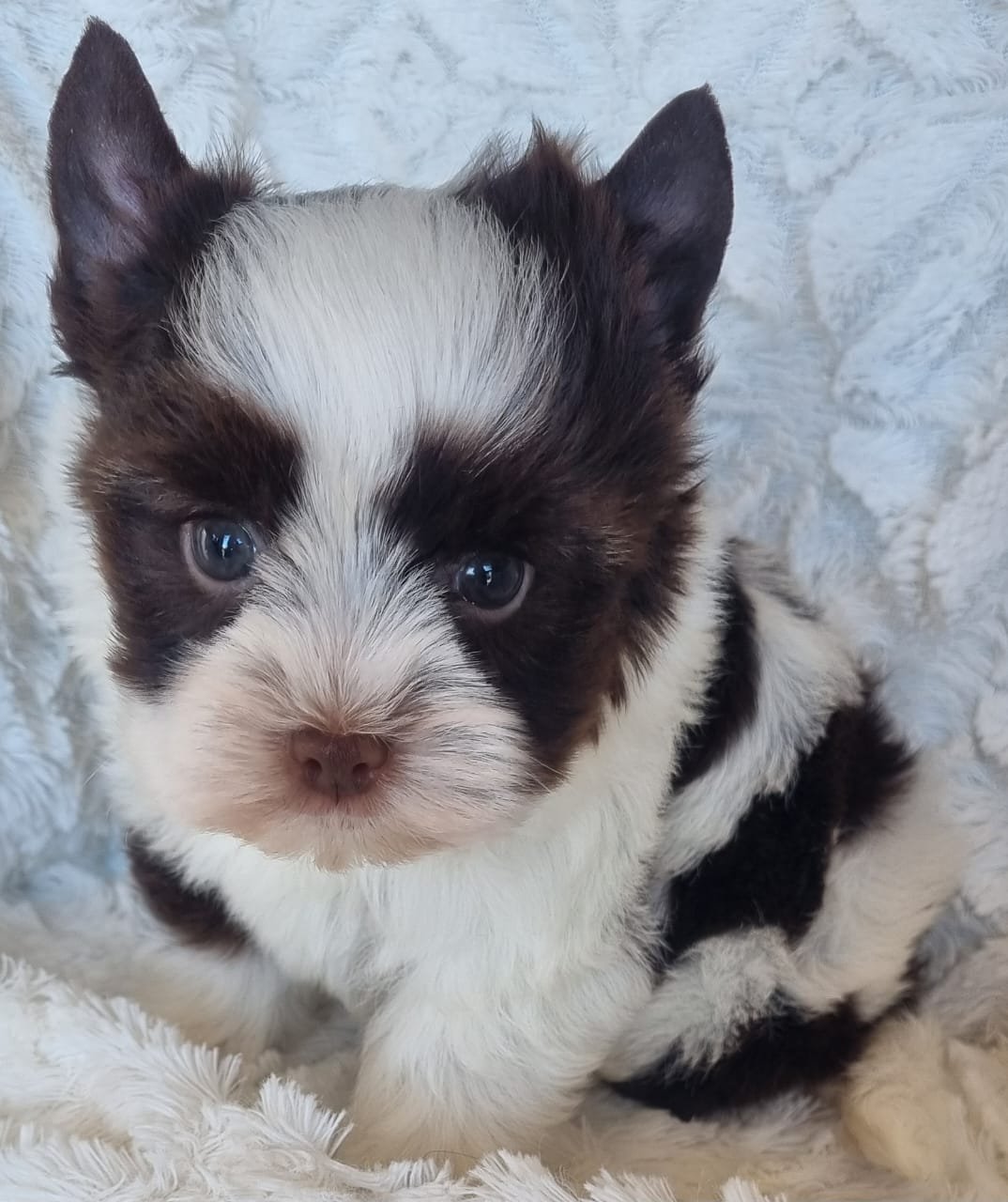MARKI is a Miniature Dark Chocolate Biro Male puppy available for R5000
