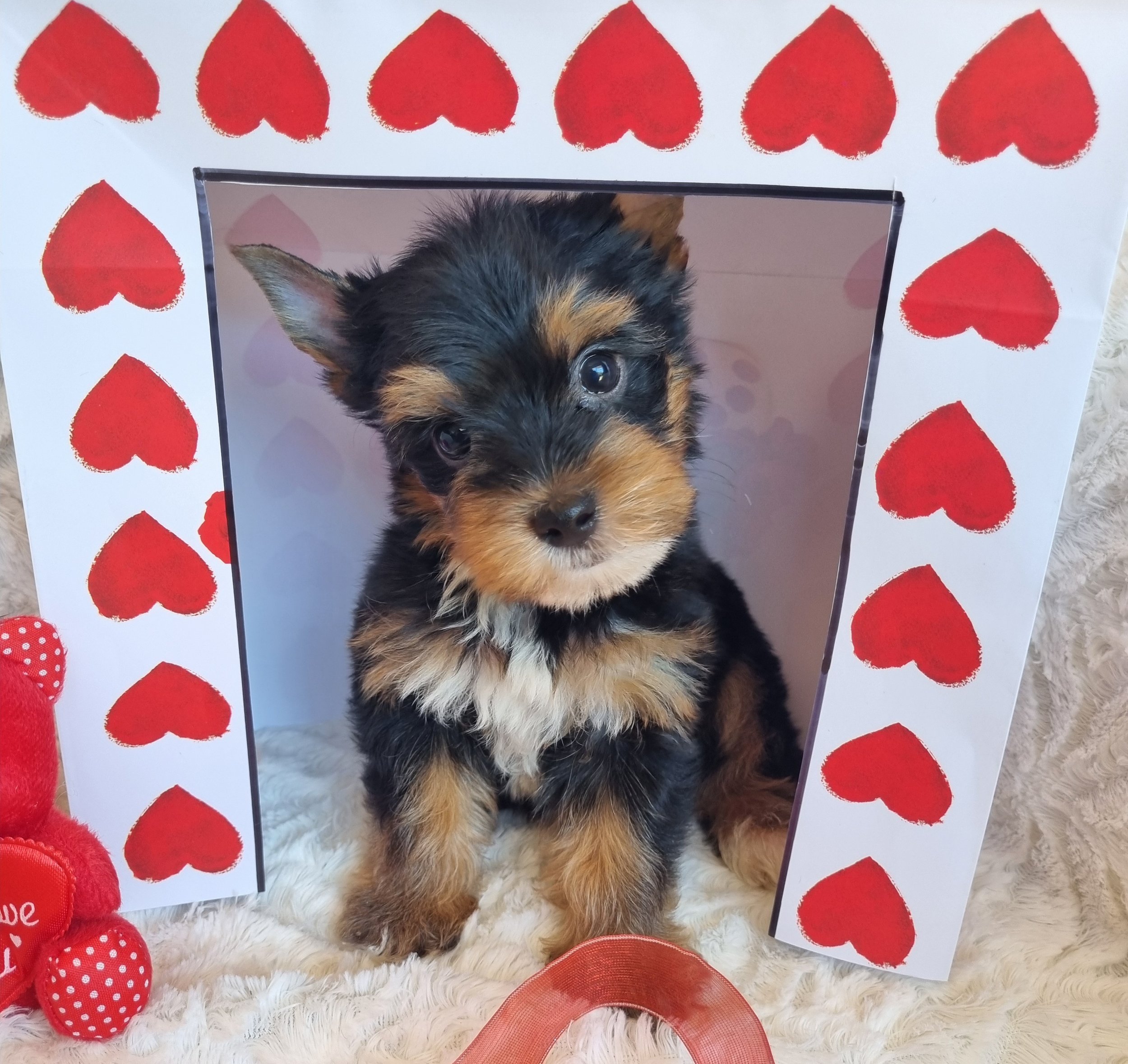 LEARI is a standard size male puppy. Available for R4000. Book now!