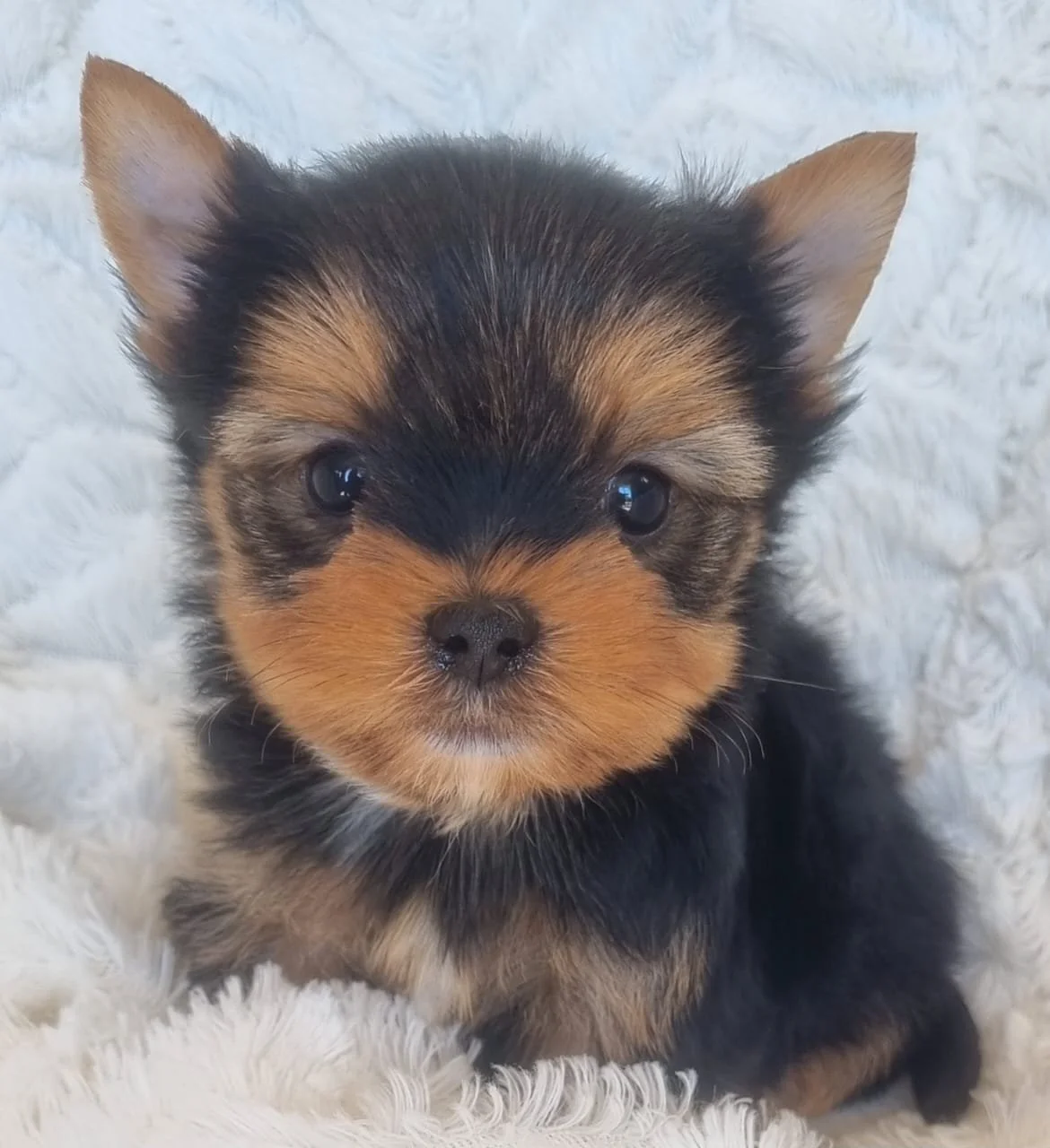 GAWAIN is a pocket male puppy available for R5000