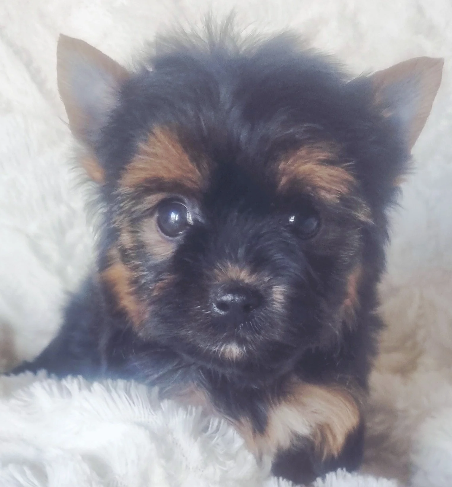 LUCETTE is a pocket size female puppy. Available for R 7000.