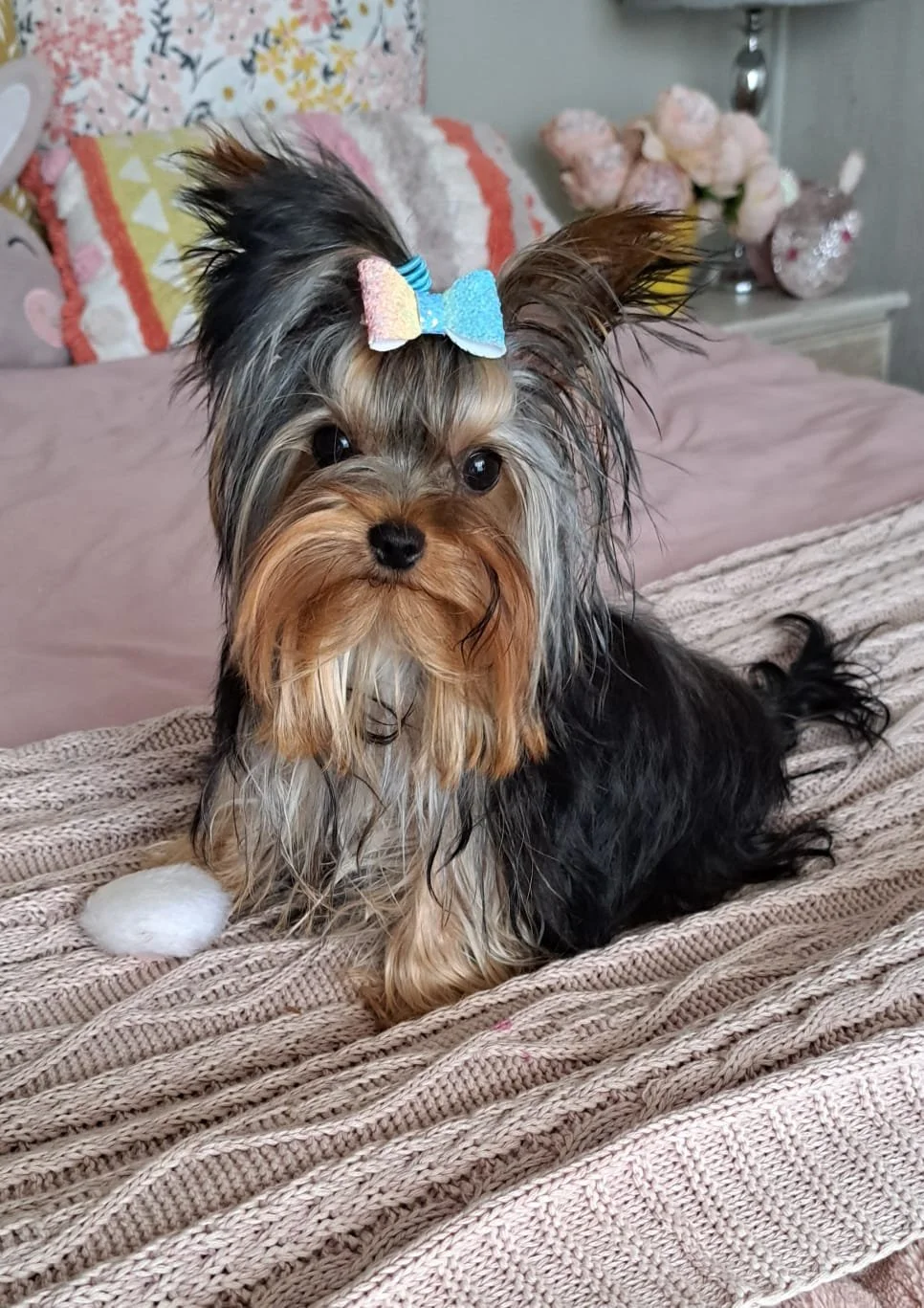 A Yorkshire Terrier with a colorful bow on its head sitting on a knitted blanket.
