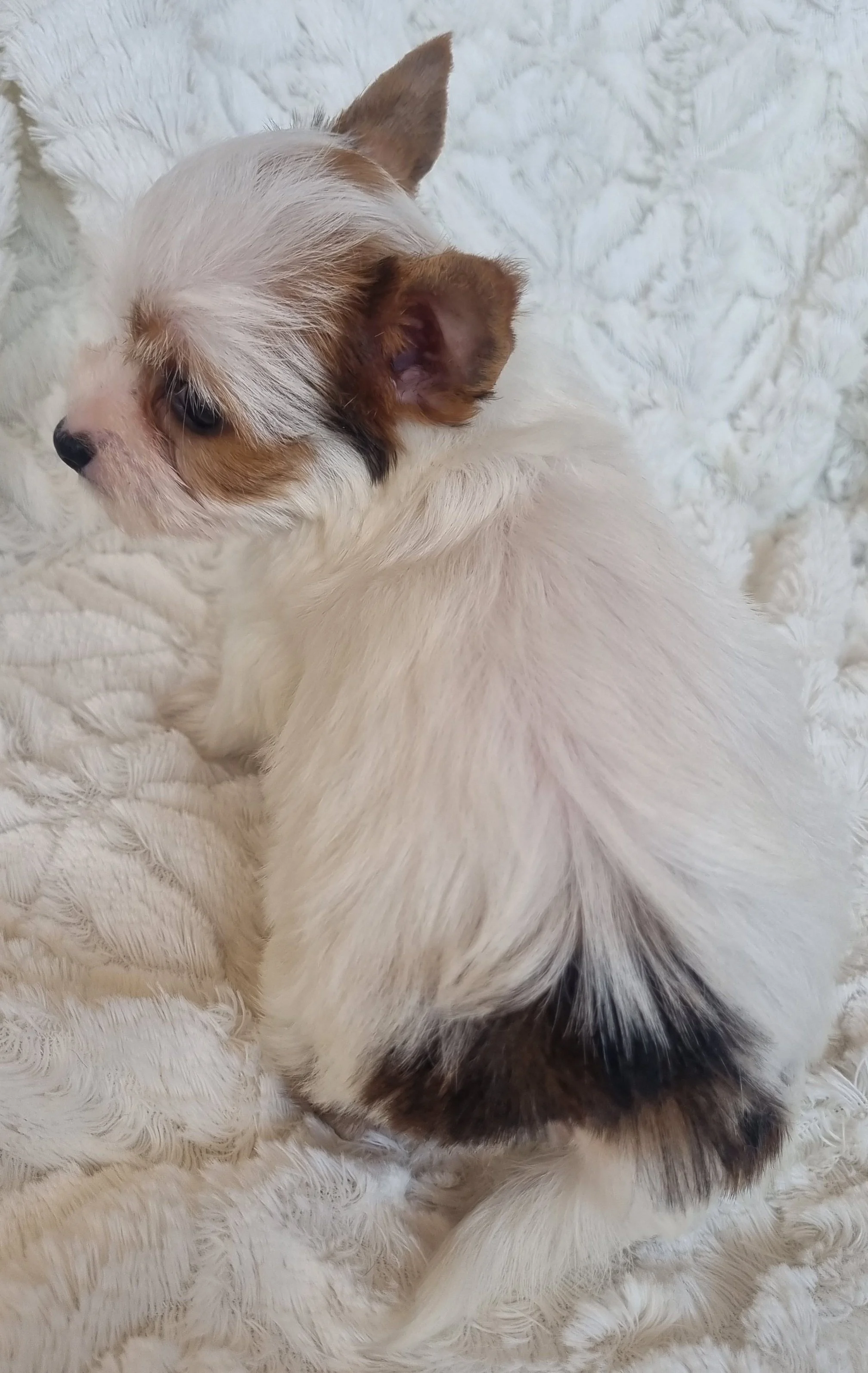 ZARI is a minature size White Ocean Pearl Exotic Yorkie female puppy. Available for R 6000. BOOK NOW !! RESERVED