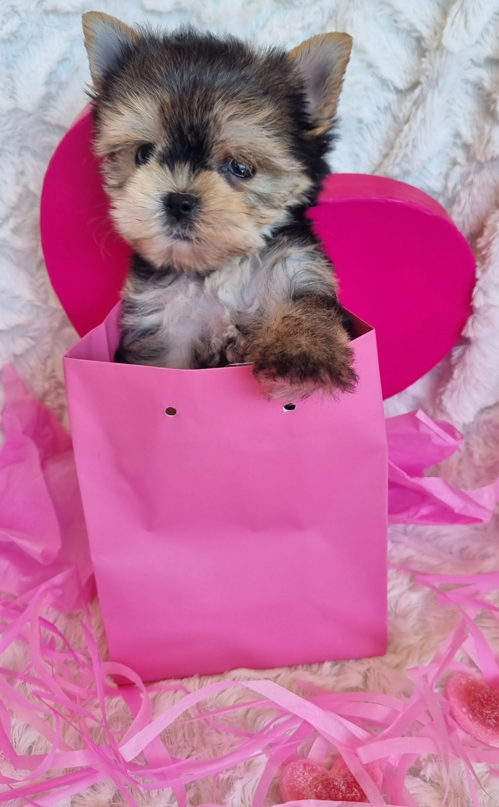 SELAH is a teacup female puppy. Available for R8500. Book now!