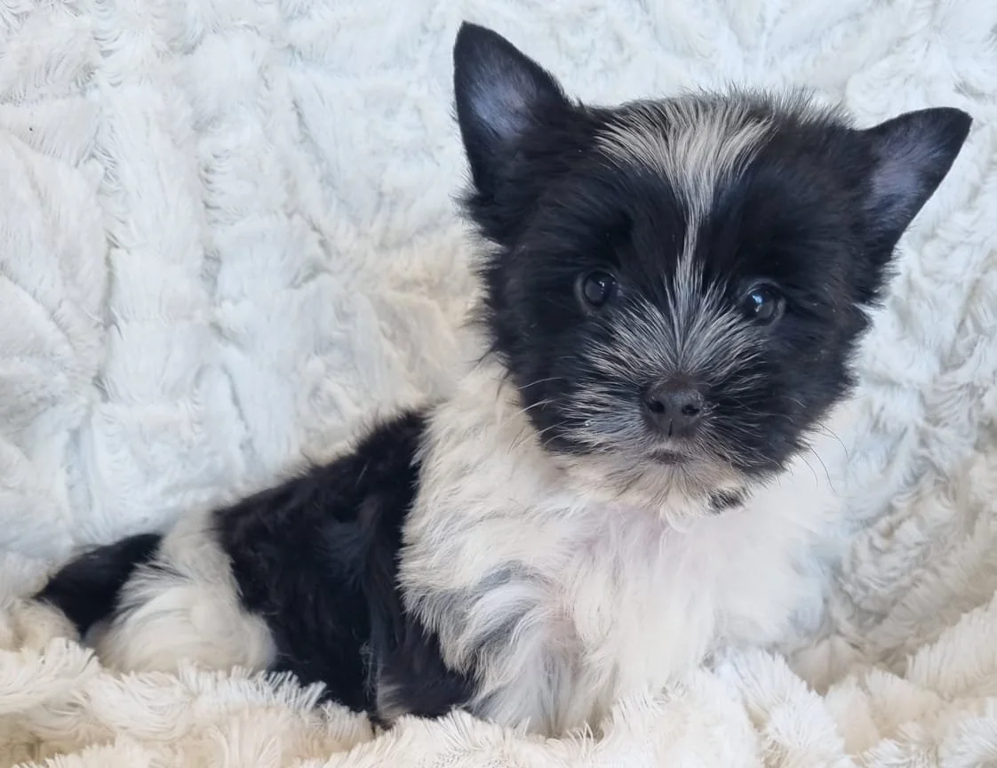 Toren is a miniature biewer male puppy available for R5 000