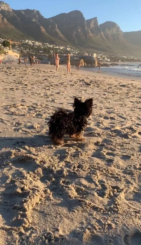 Small dog standing on a sandy beach with mountains in the background, and people playing by the water.