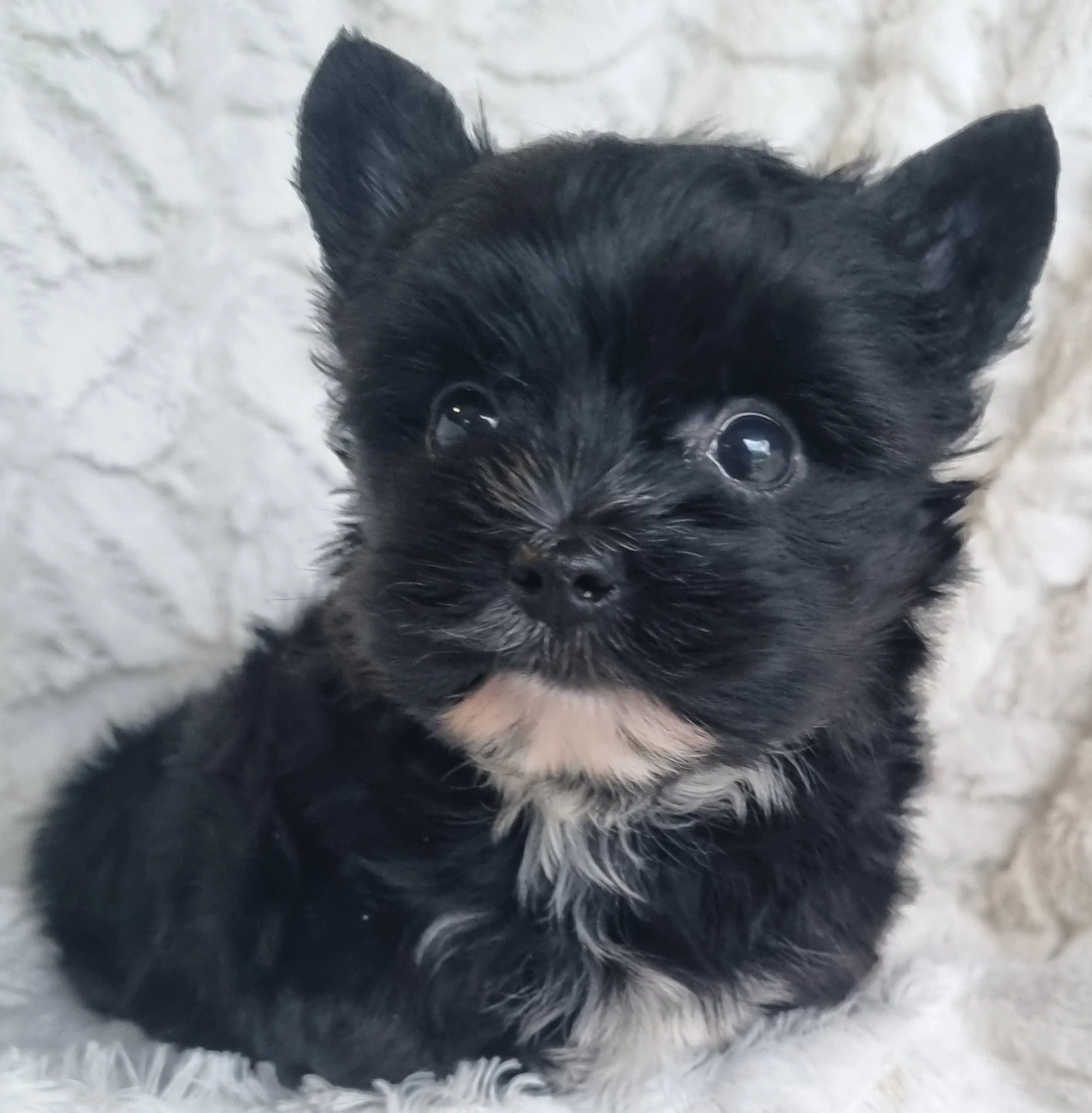 ALLEN is a miniature size coal black male puppy. Available for R 4500. BOOK NOW