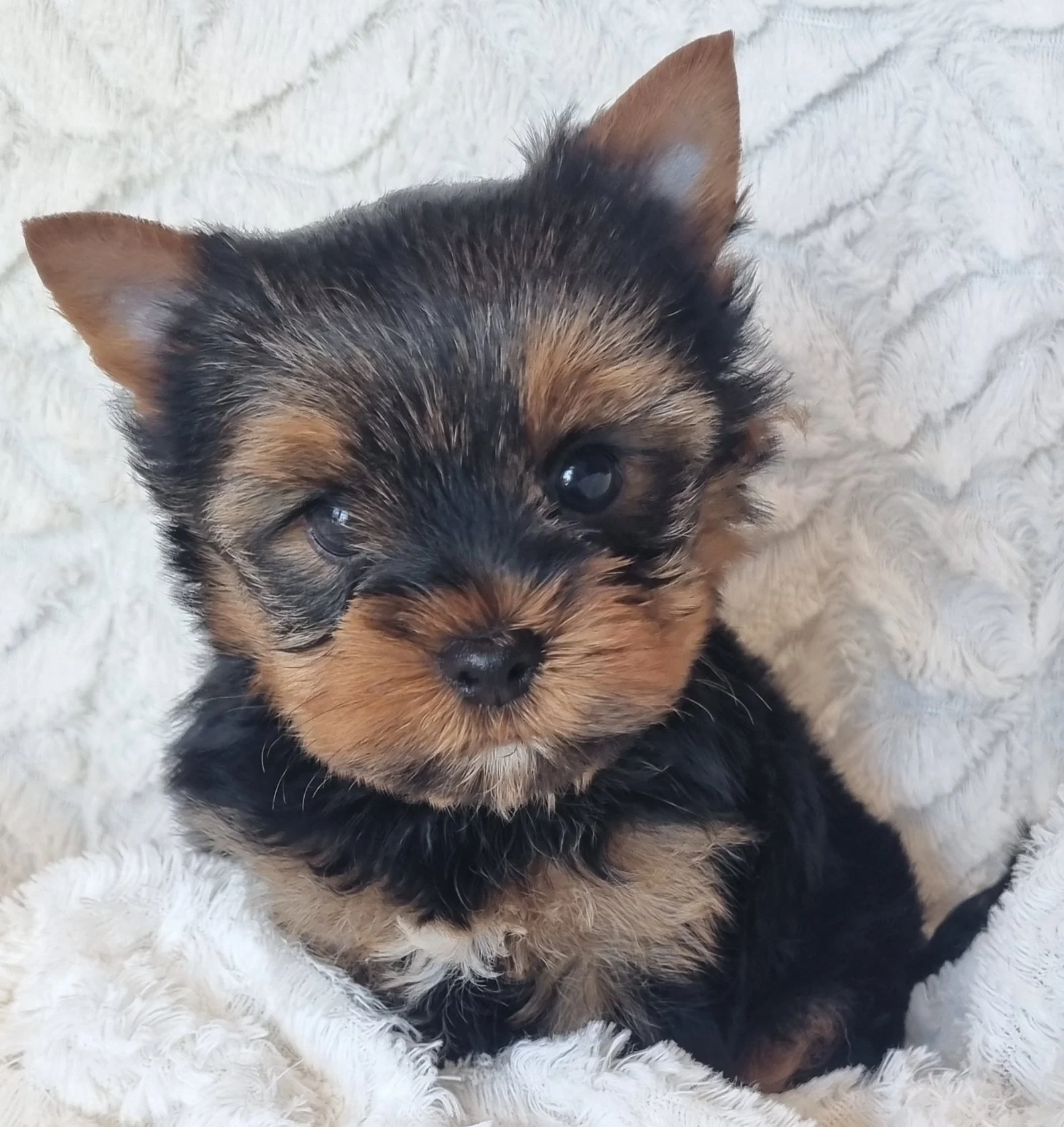 POLO is a minature size male puppy. Available for R 4500.
