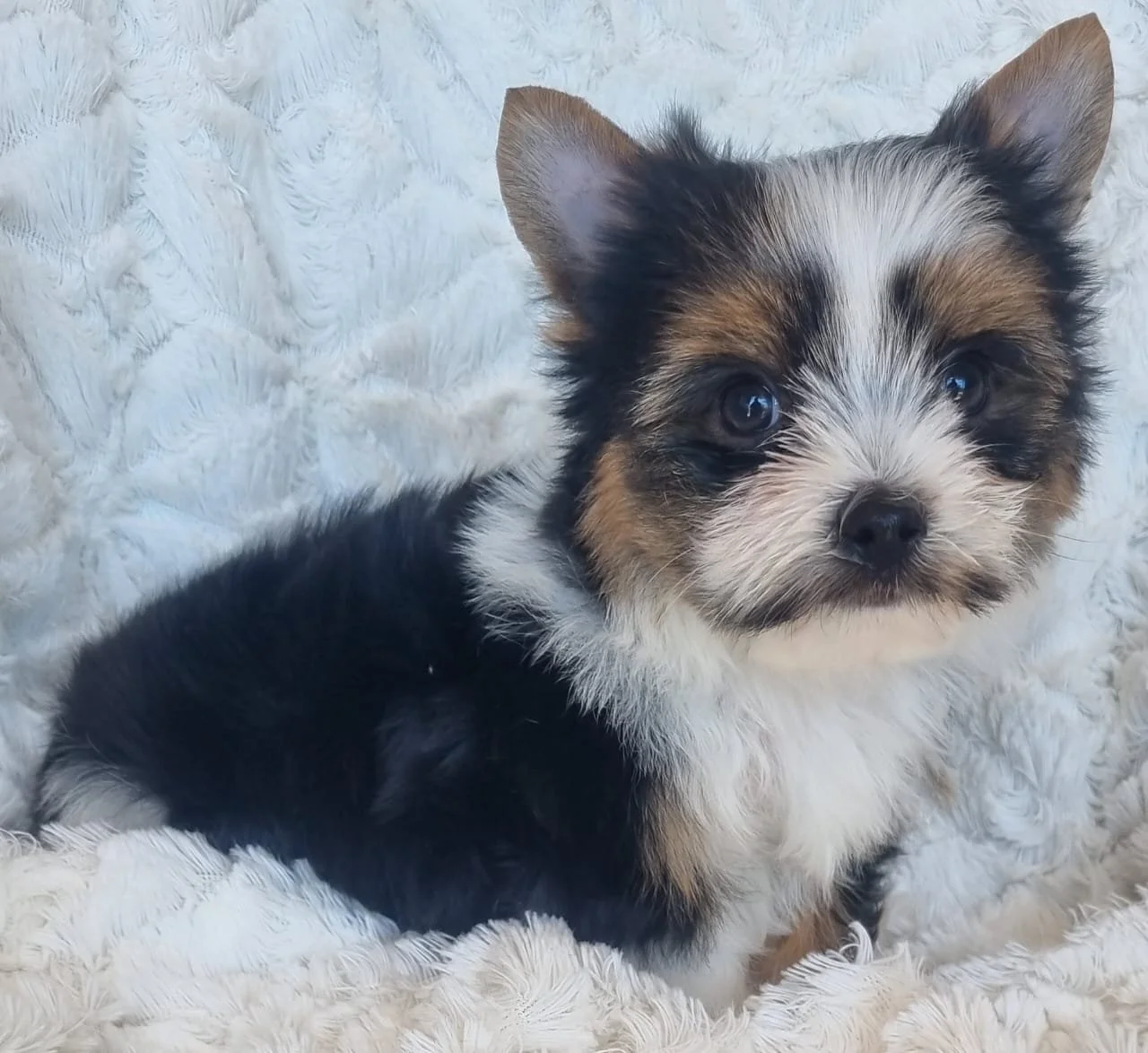 TORSTEN is a Miniature Biewer Male puppy available for R5000