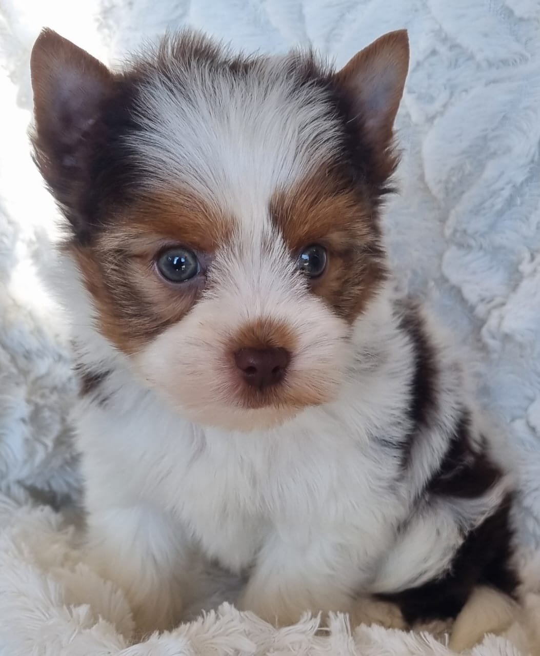 MICHEL is a Miniature Biro Male puppy available for R5000