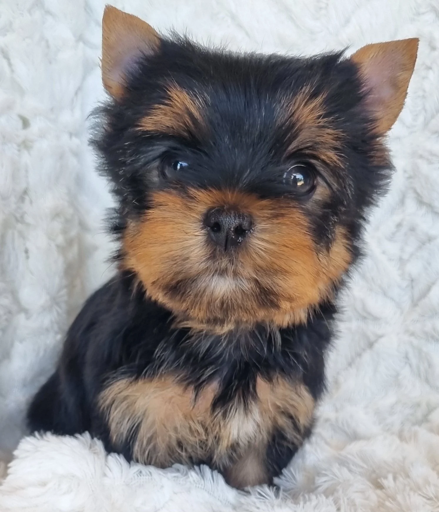 PETRONILLA is a miniature size female puppy. Available for R 6500.