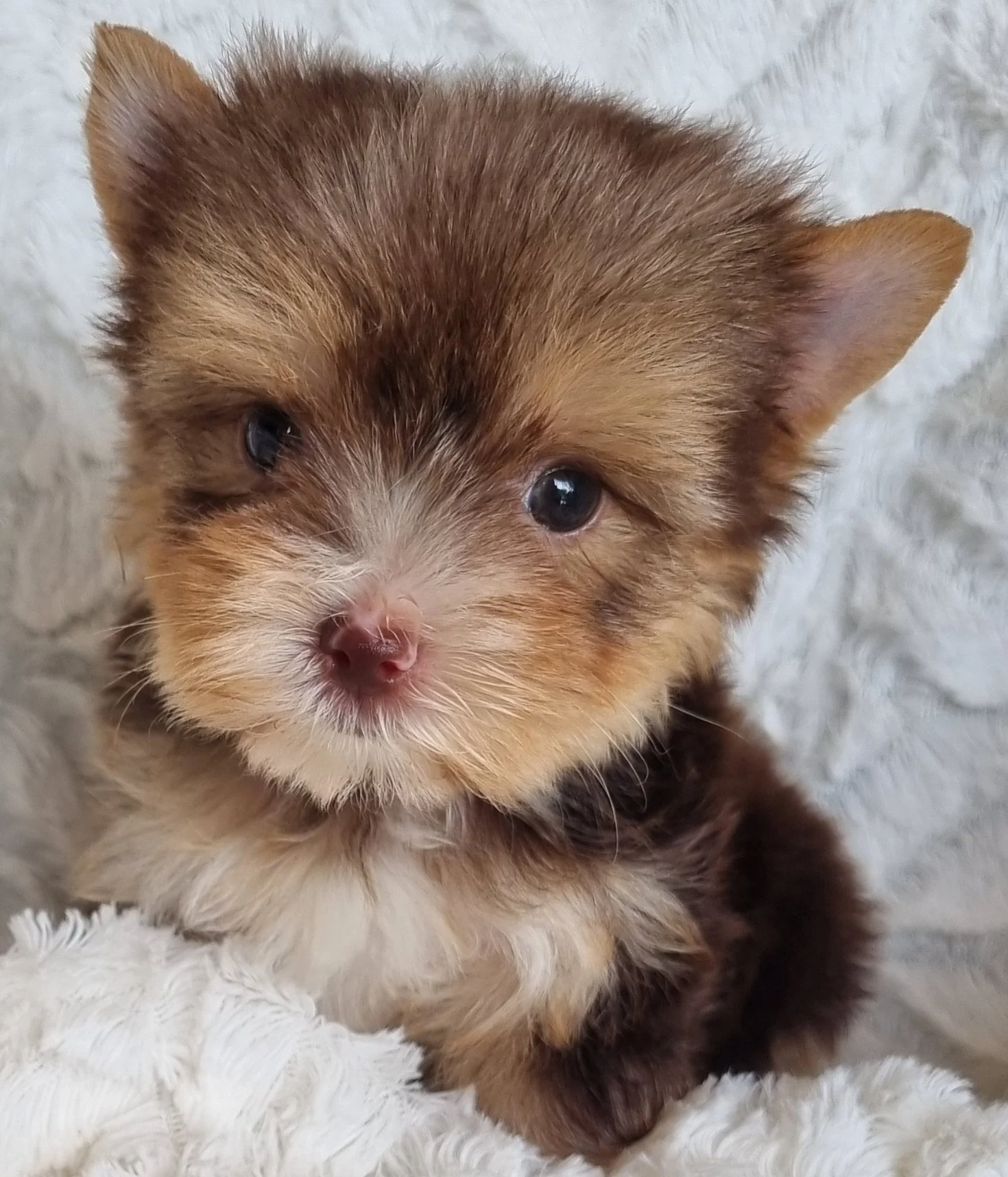 SELEEN is a pocket size chocolate female puppy. Available for R 7500.