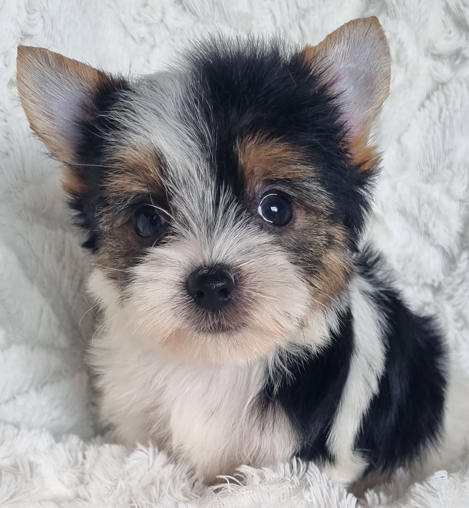 ZOELLA is a pocket size Biewer Yorkie female puppy. Available for R 7500