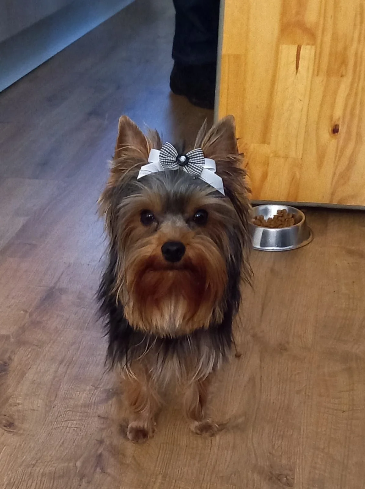 Yorkshire Terrier with bow standing on wooden floor near dog food bowl.