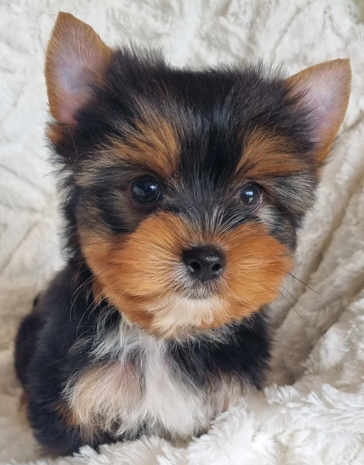CLAYTON is a miniature male puppy available for R5000