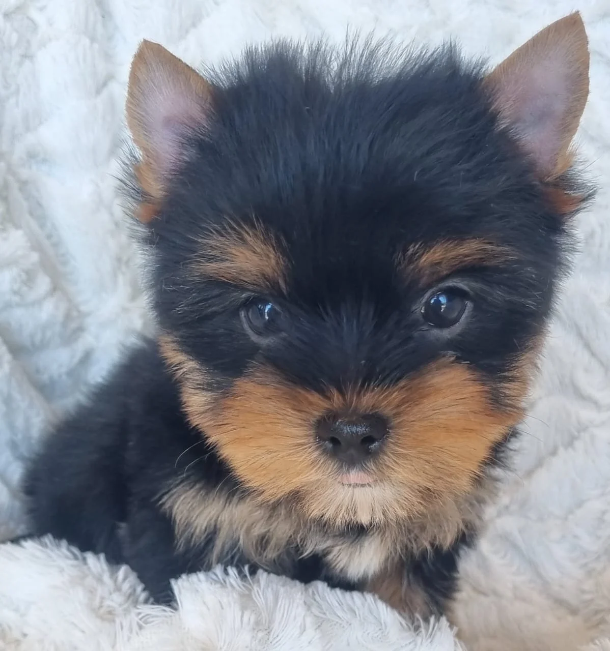QUANAH is a Miniature Female puppy available for R7000