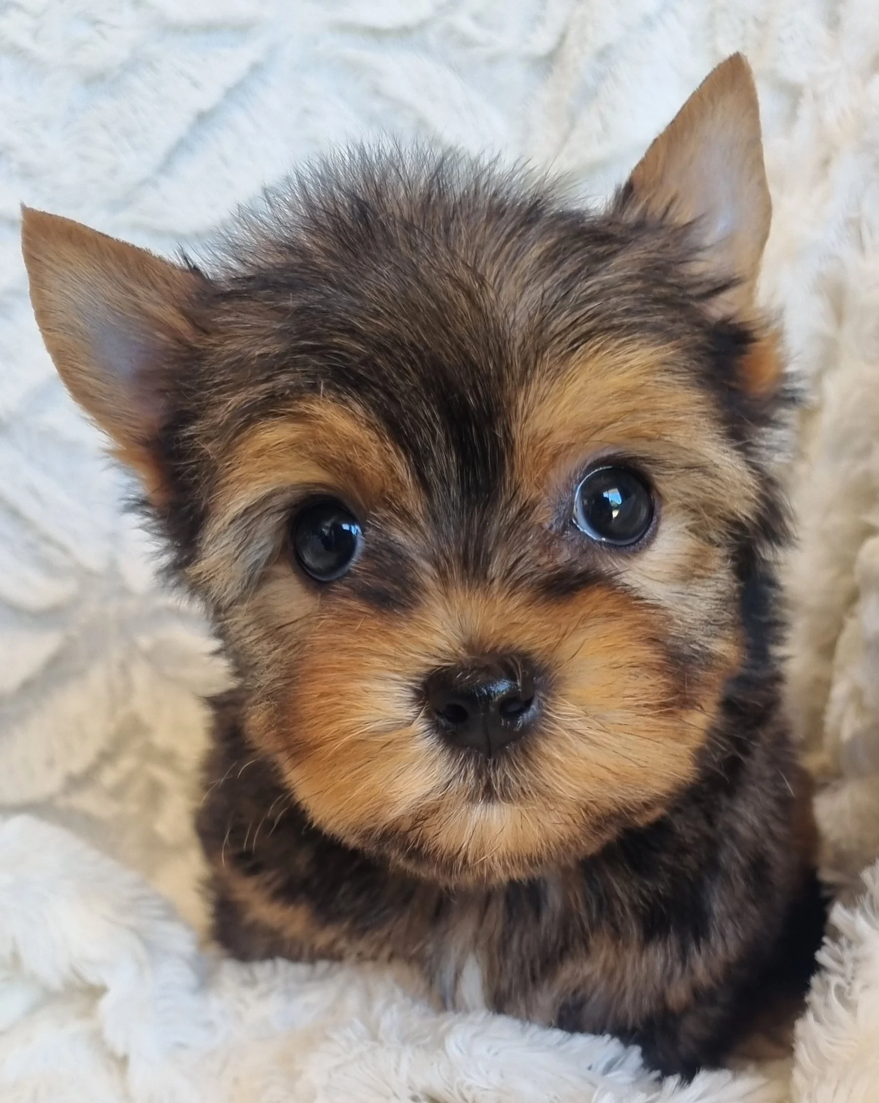 SALOMEA  is a  miniature size Sable female puppy. Available for R 6500