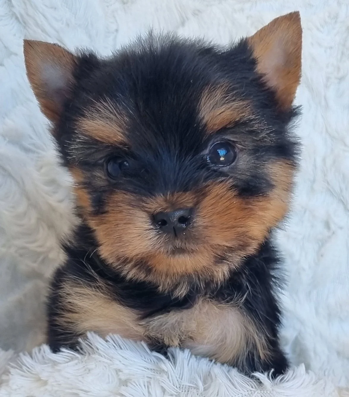 PINKIE is a pocket size female puppy. Available for R 7500.