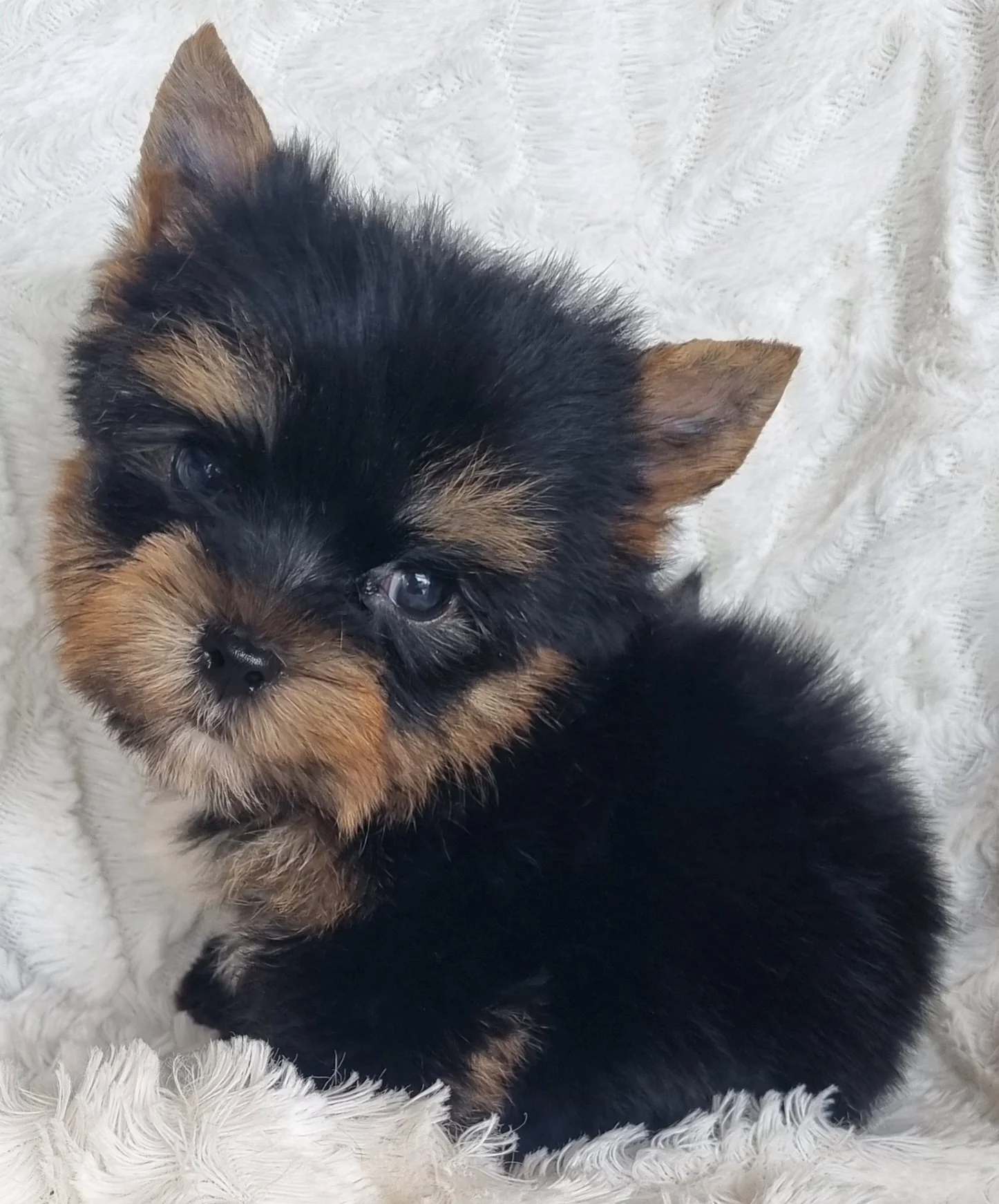 ZACHI is a pocket size male puppy. Available for R 5500. 