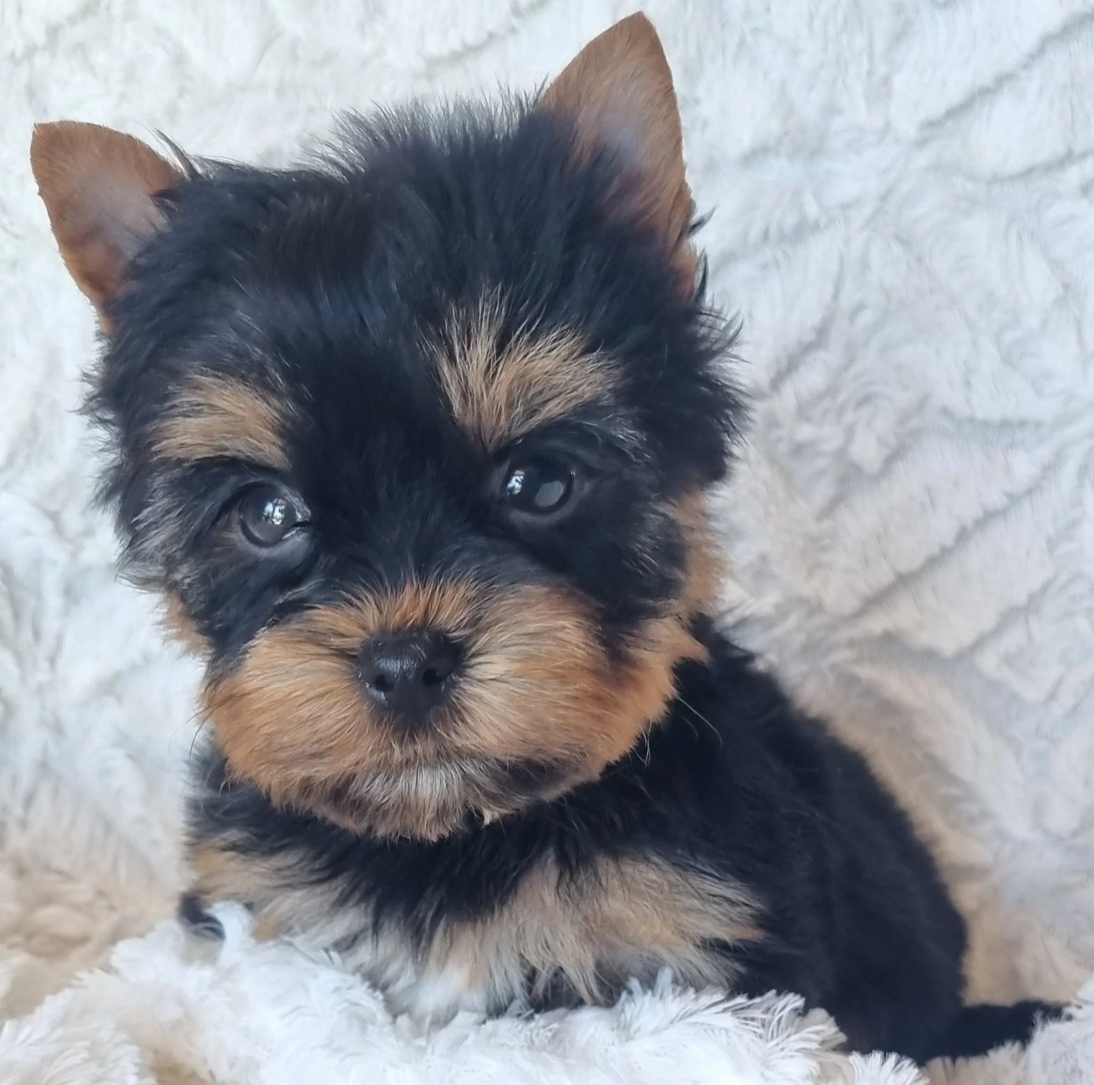 PALLIKA is a pocket size female puppy. Available for R 7000.