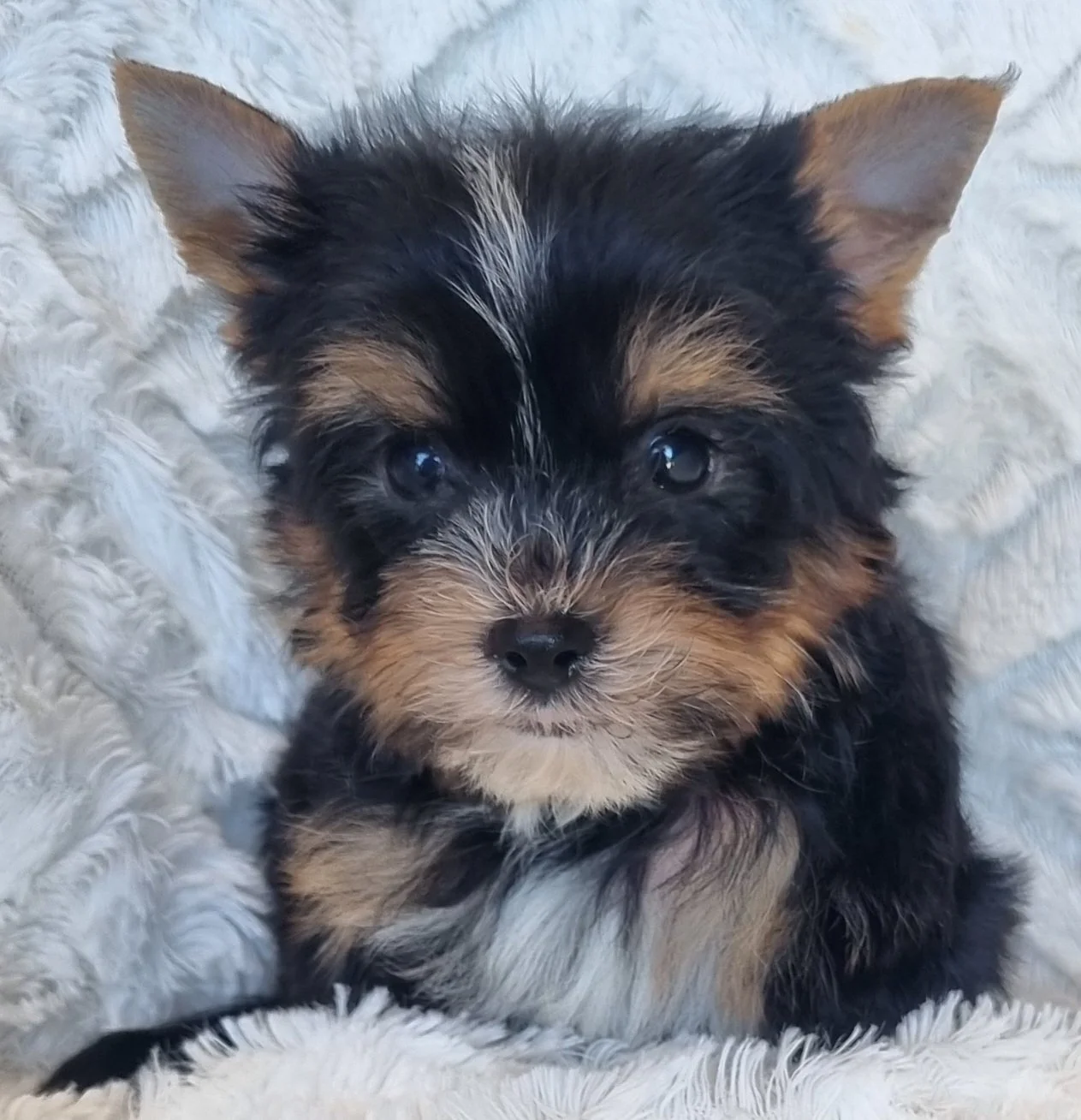 LUCIANO is a pocket size male puppy. Available for R 5000